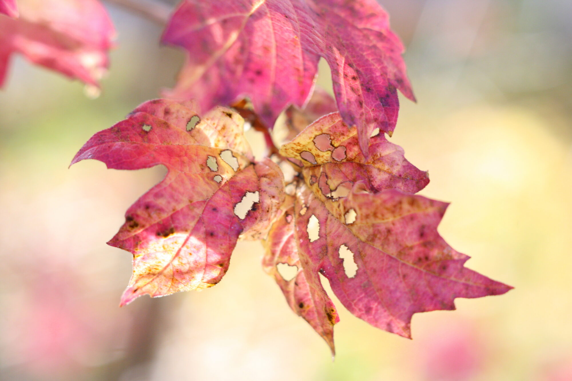 Valokuvaaja: Kaarlo Asikainen