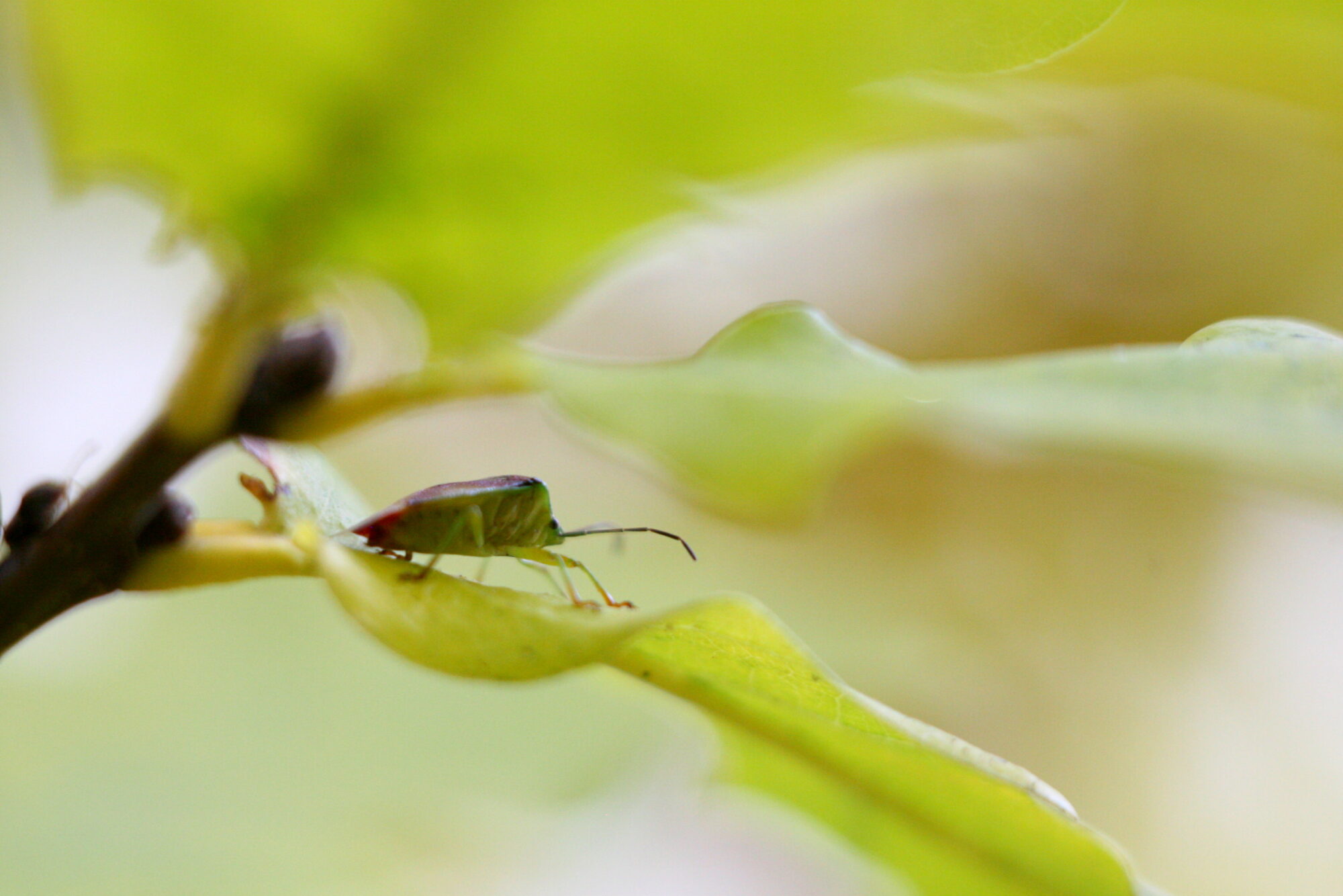 Valokuvaaja: Kaarlo Asikainen