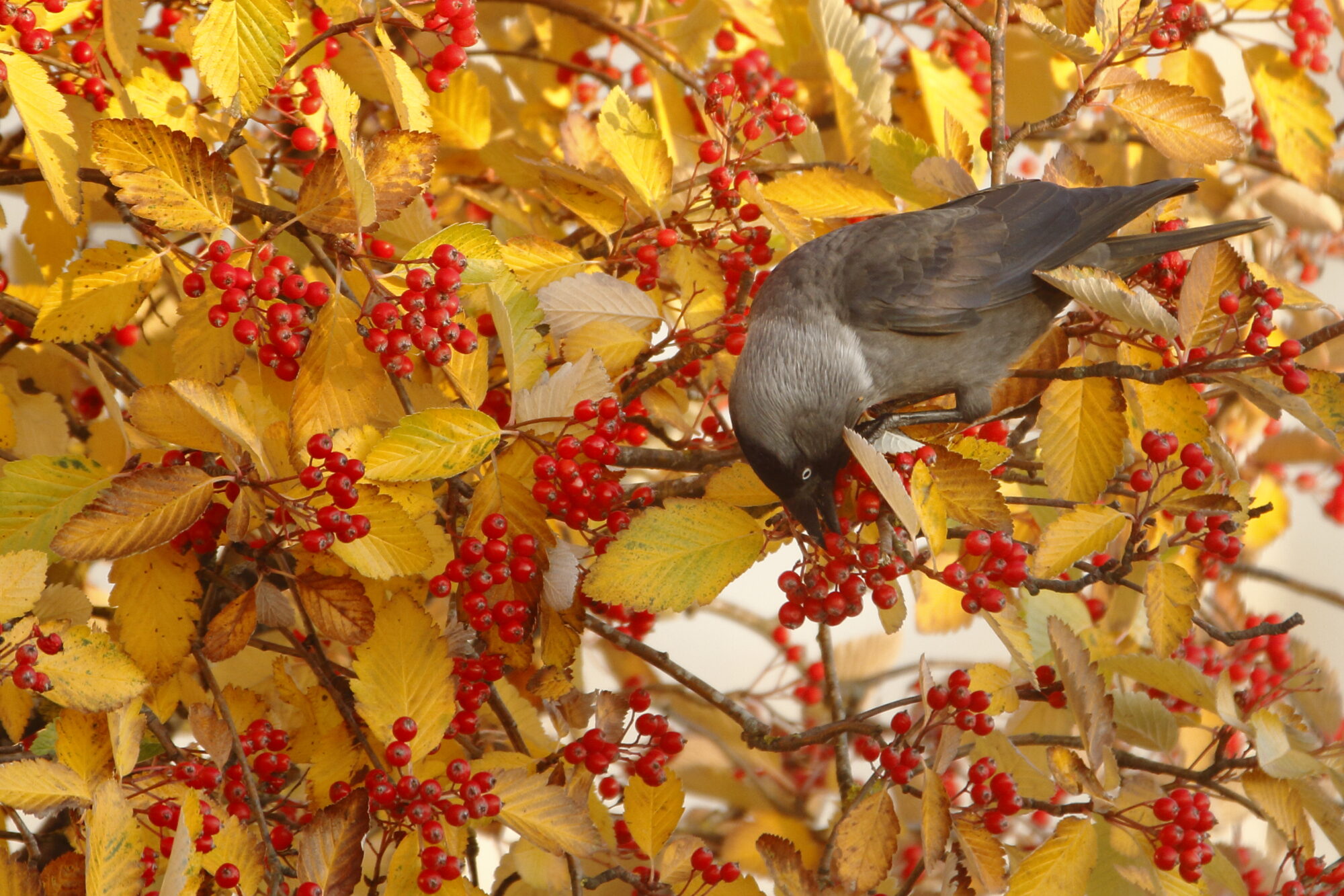 Valokuvaaja: Lasse Kokko