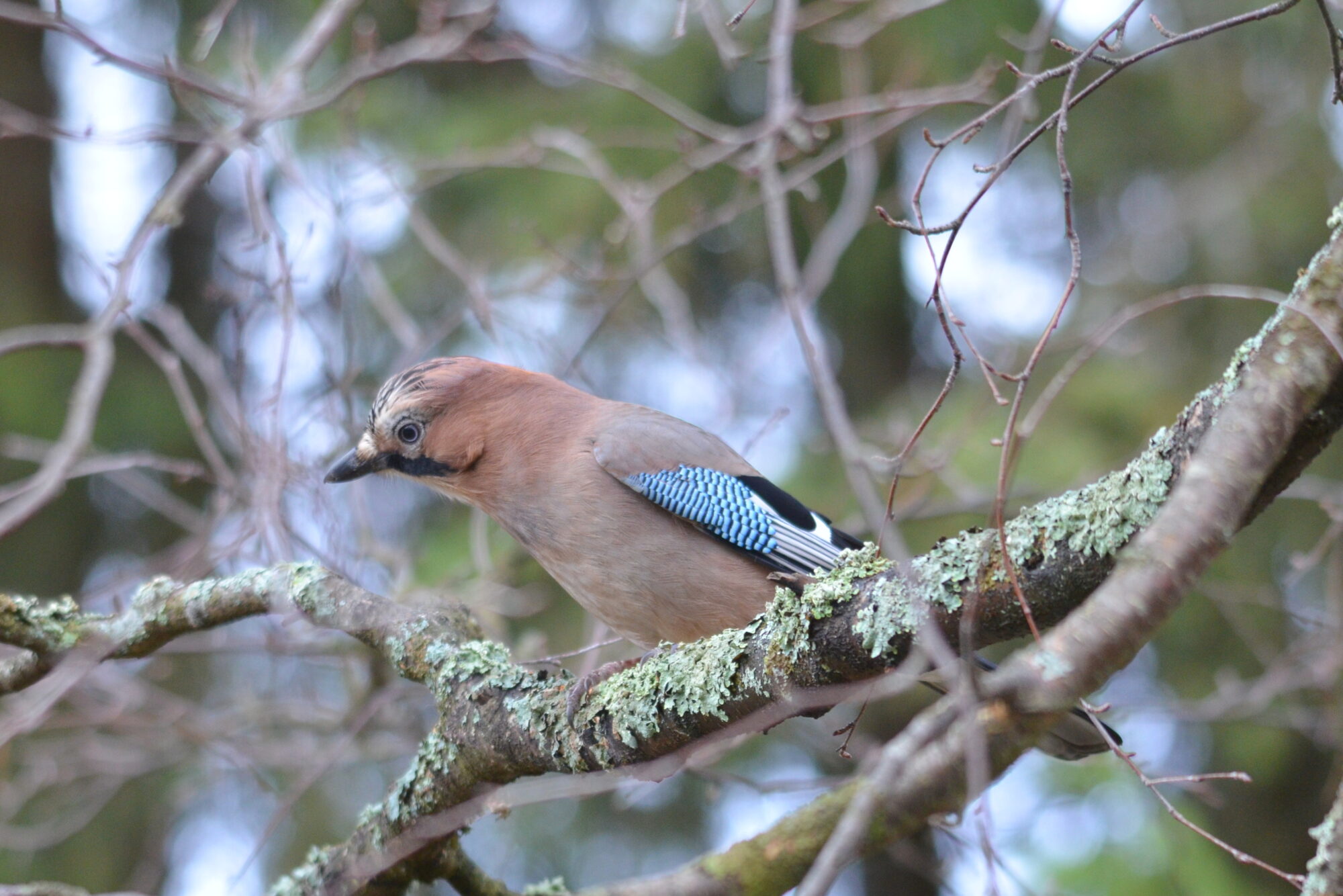 Valokuvaaja: Kaarlo Asikainen