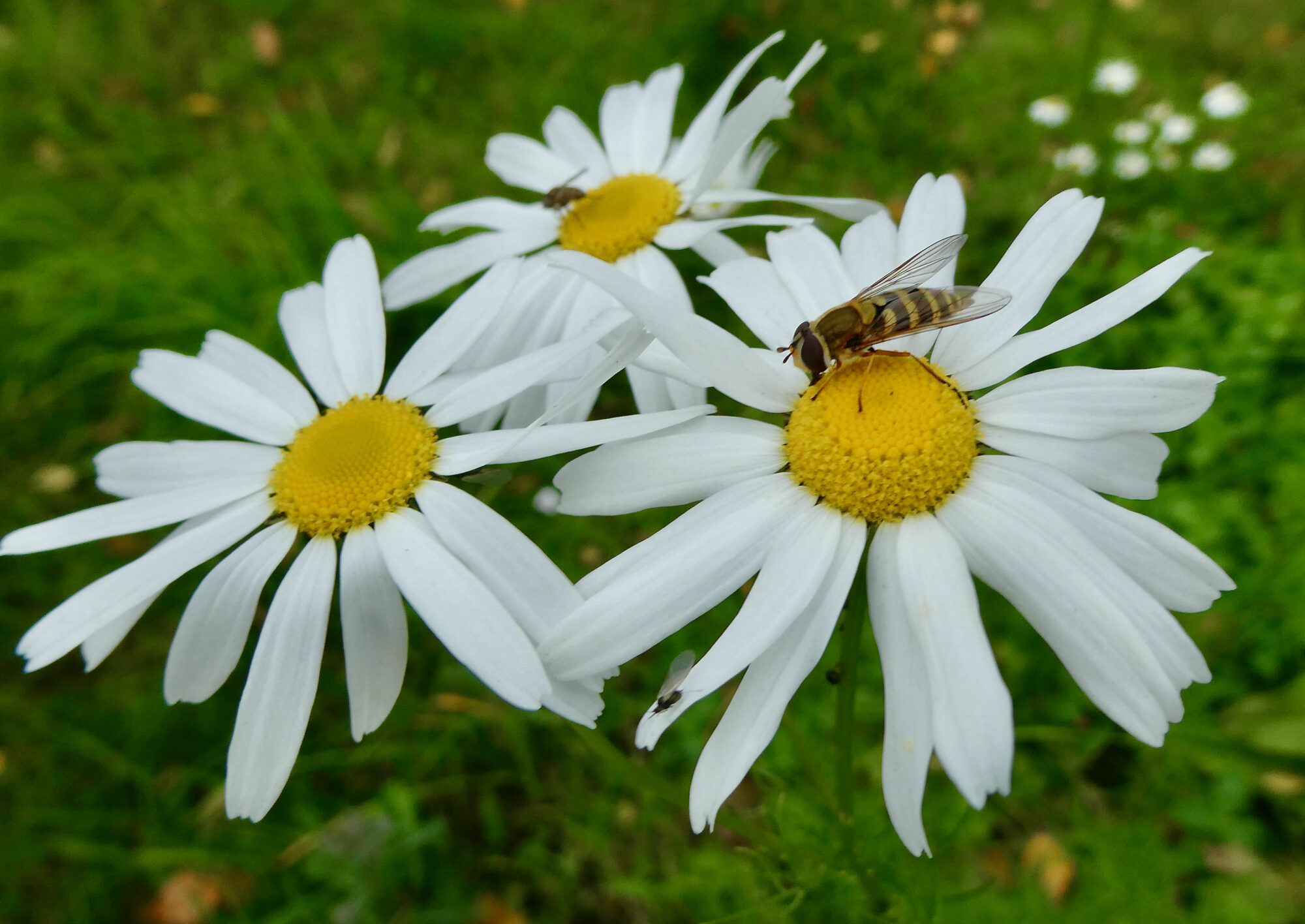 Valokuvaaja: Liisa Niiva-Korpela