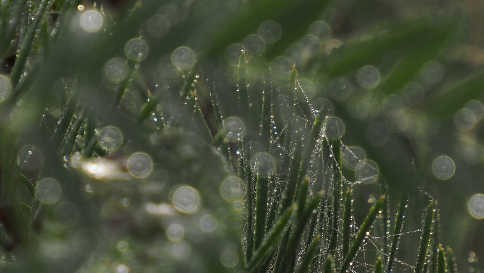 Valokuvaaja: Arja Valtonen