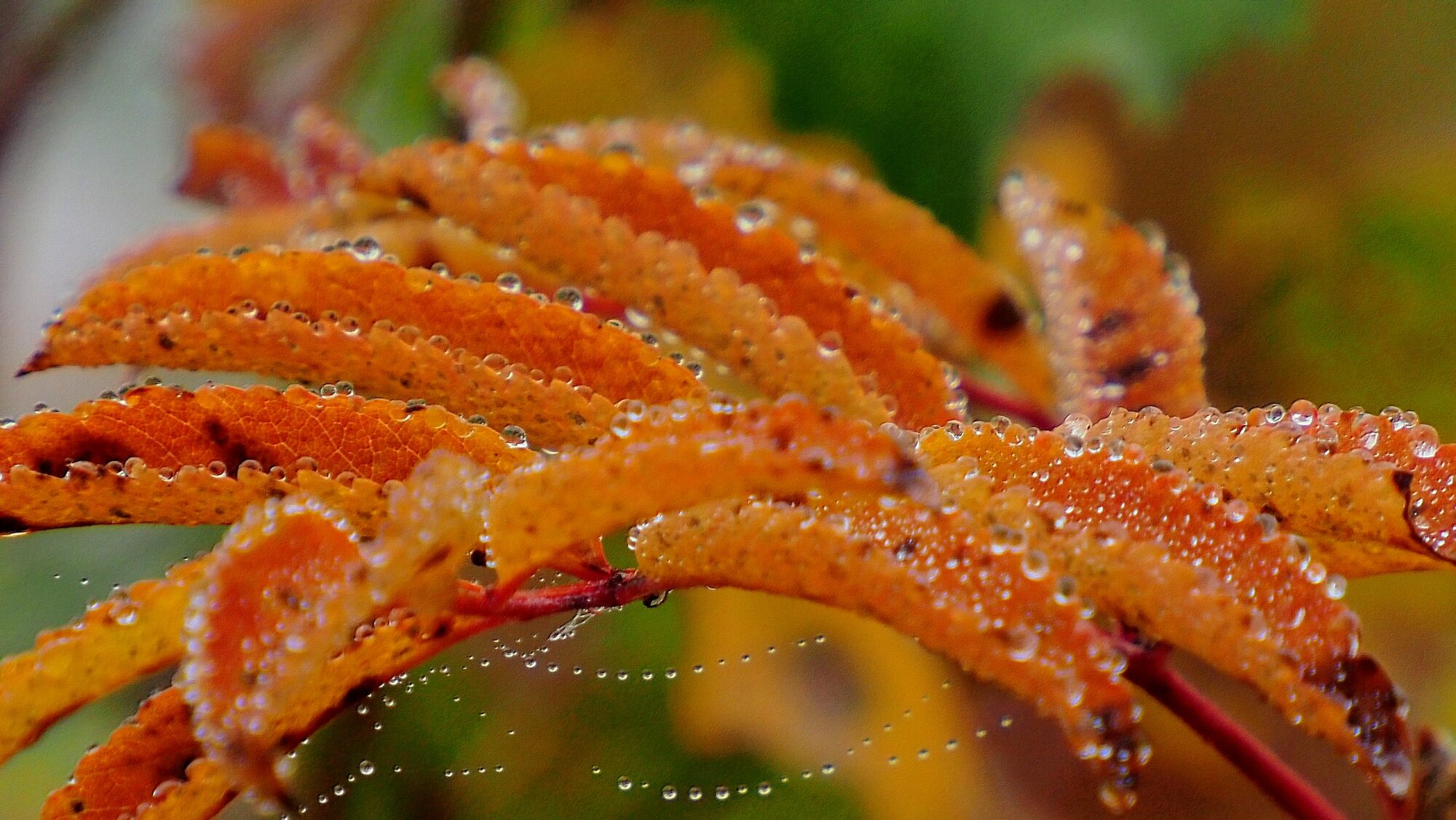 Valokuvaaja: Arja Valtonen