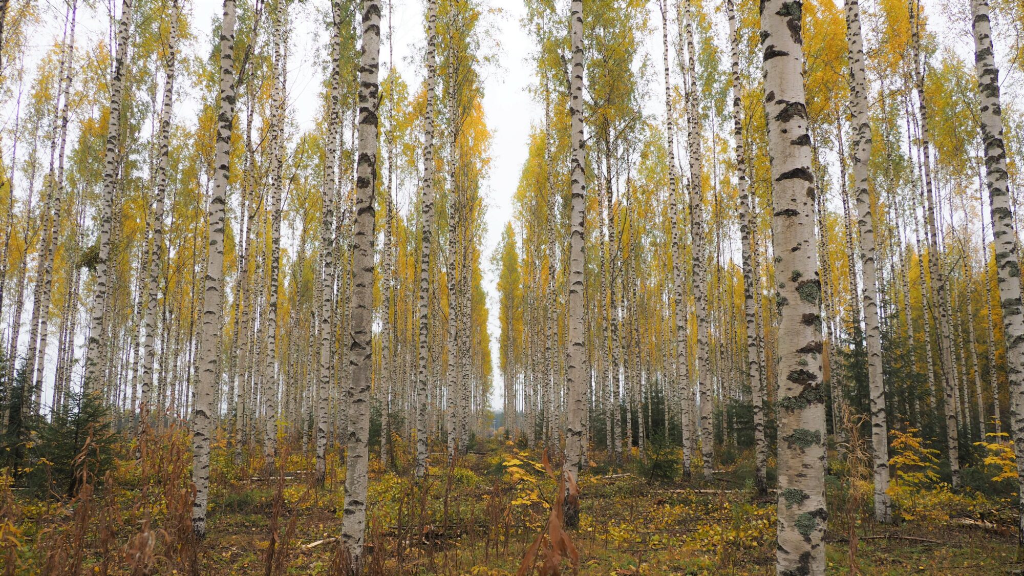 Valokuvaaja: Martti Valtonen
