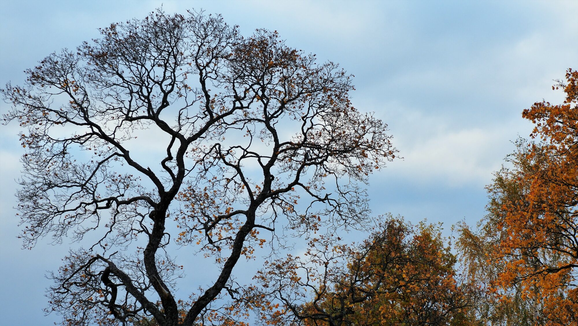 Valokuvaaja: Arja Valtonen