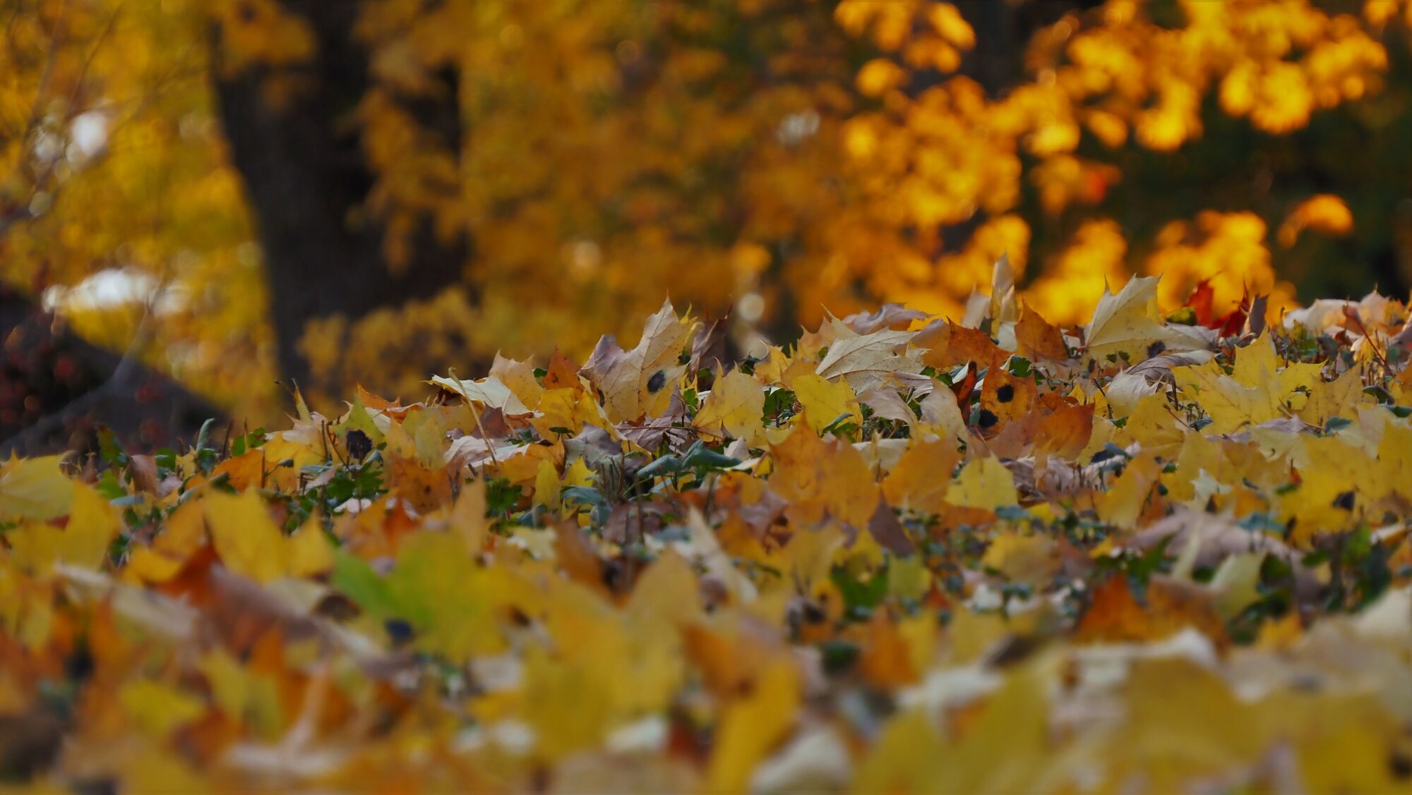 Valokuvaaja: Arja Valtonen