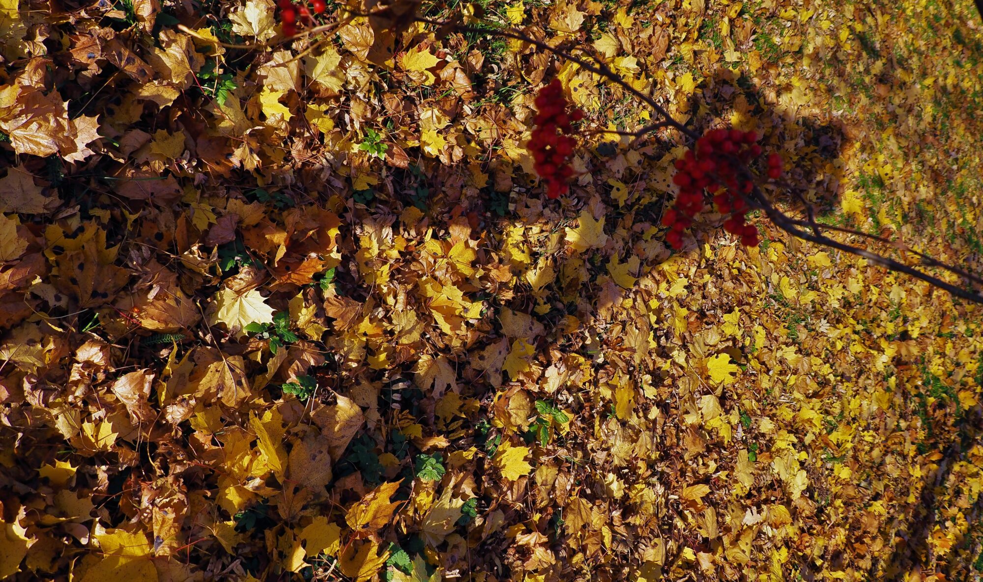 Valokuvaaja: Arja Valtonen