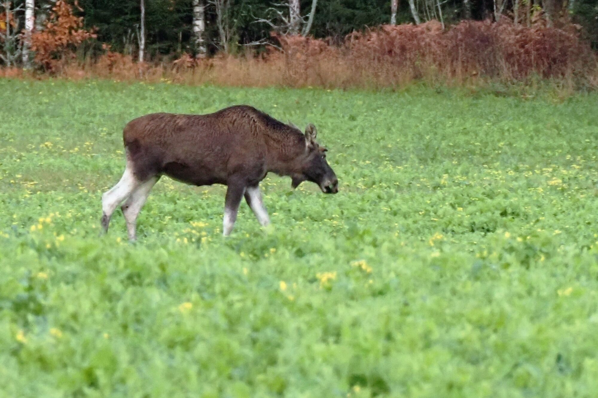 Valokuvaaja: Arja Valtonen