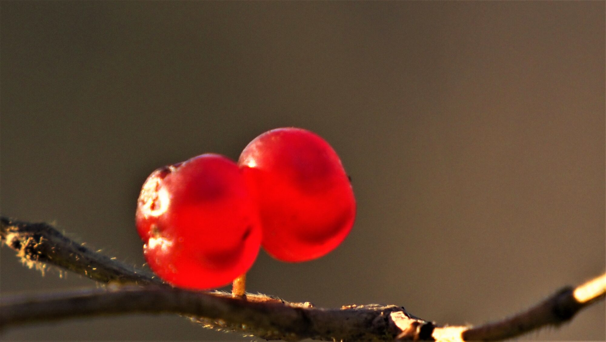 Valokuvaaja: Arja Valtonen Valokuvaaja: Arja Valtonen