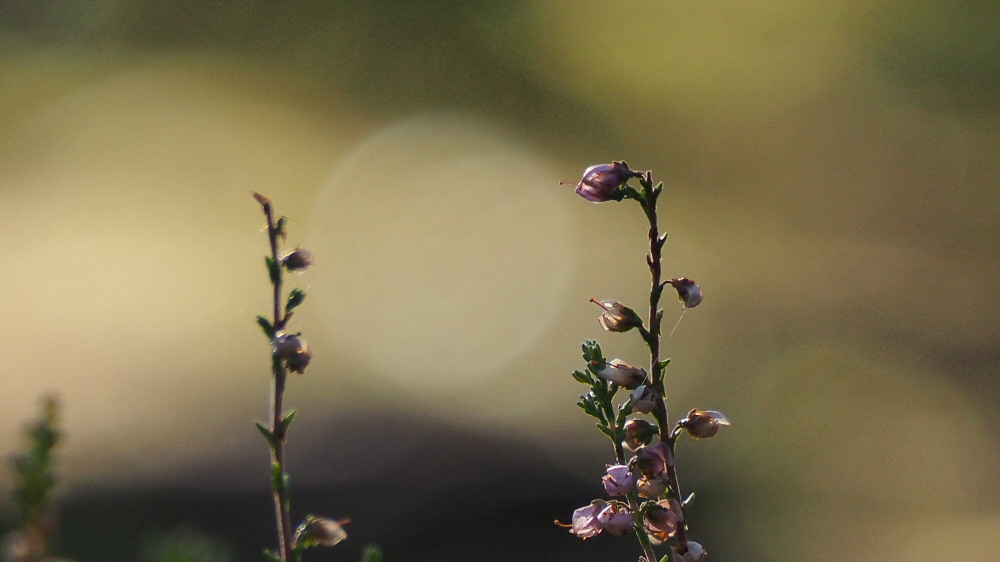 Valokuvaaja: Martti Valtonen