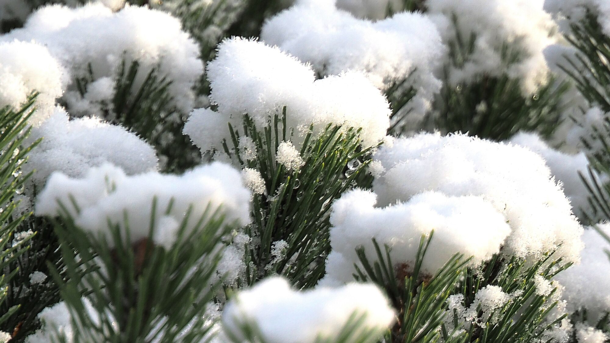 Valokuvaaja: Arja Valtonen