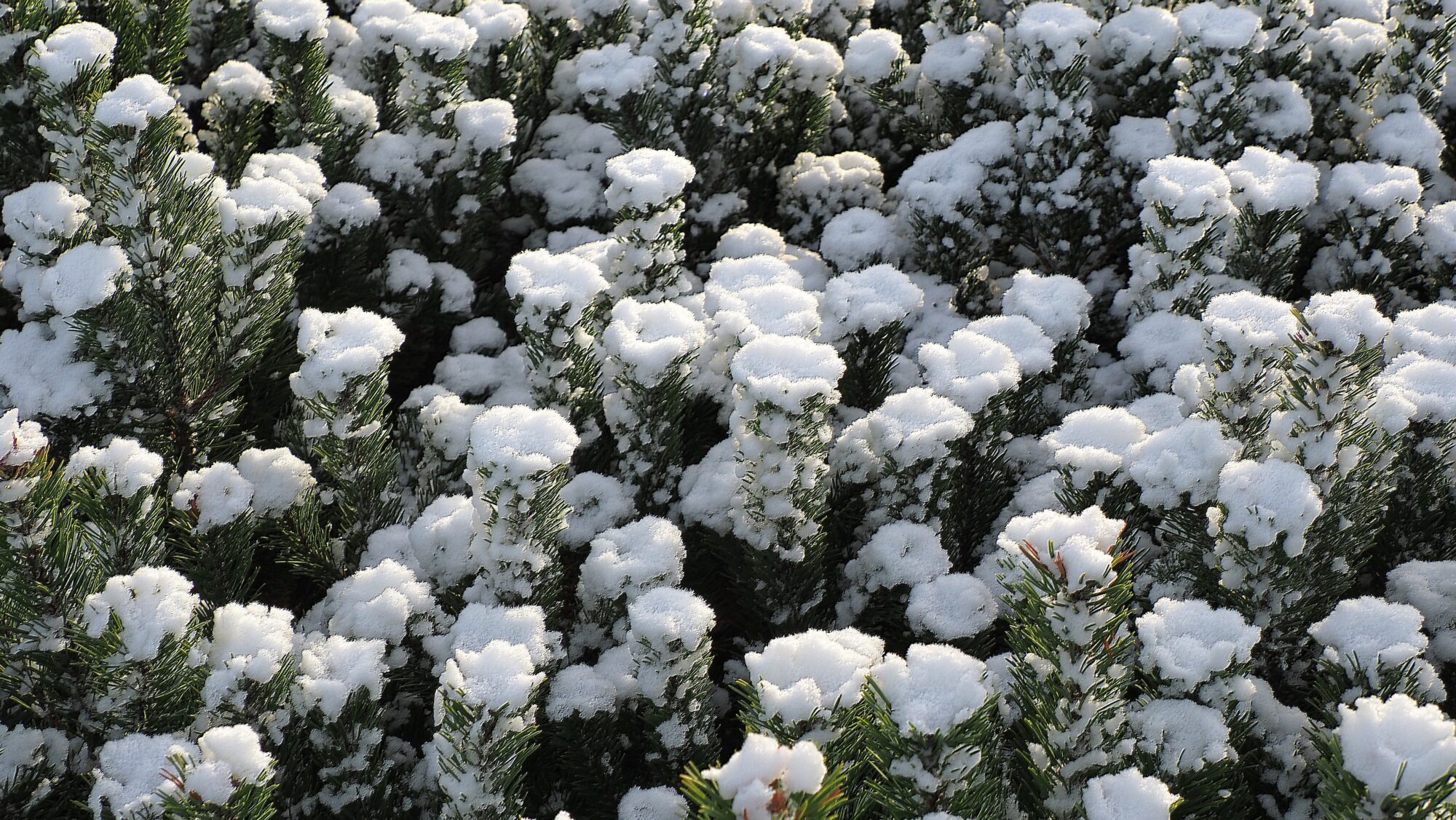 Valokuvaaja: Arja Valtonen