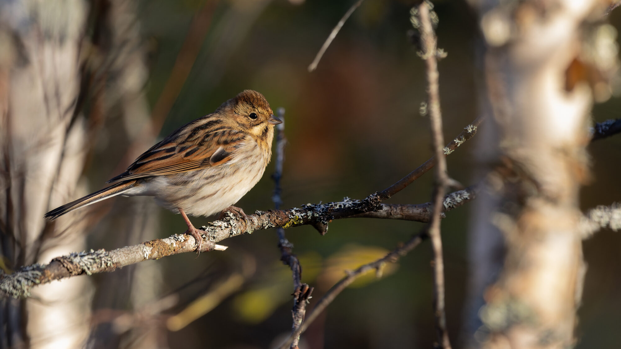 Valokuvaaja: Tommi Kujala