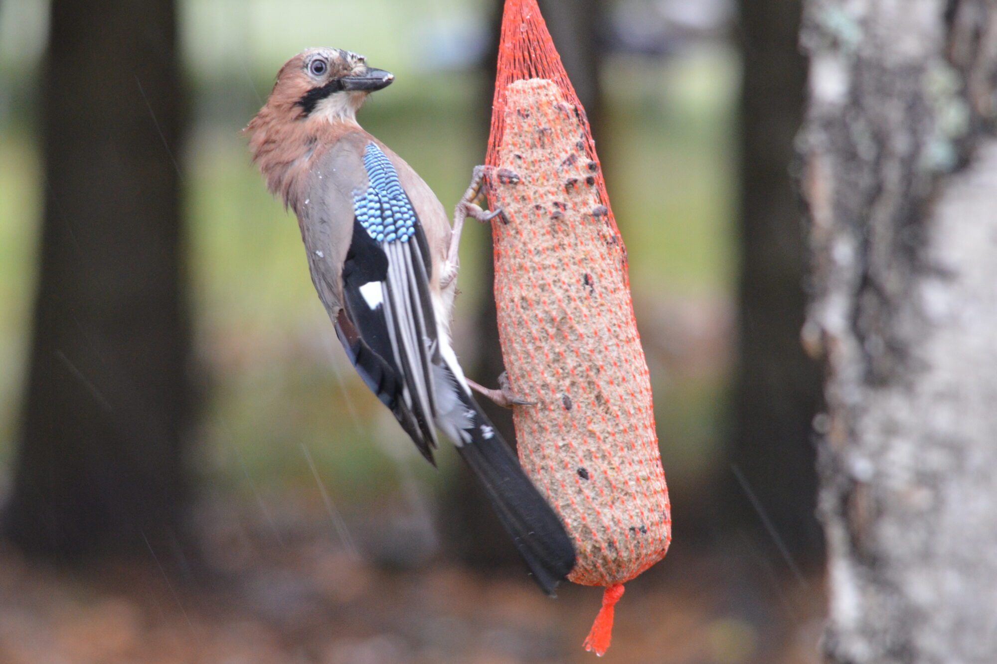 Valokuvaaja: Kaarlo Asikainen