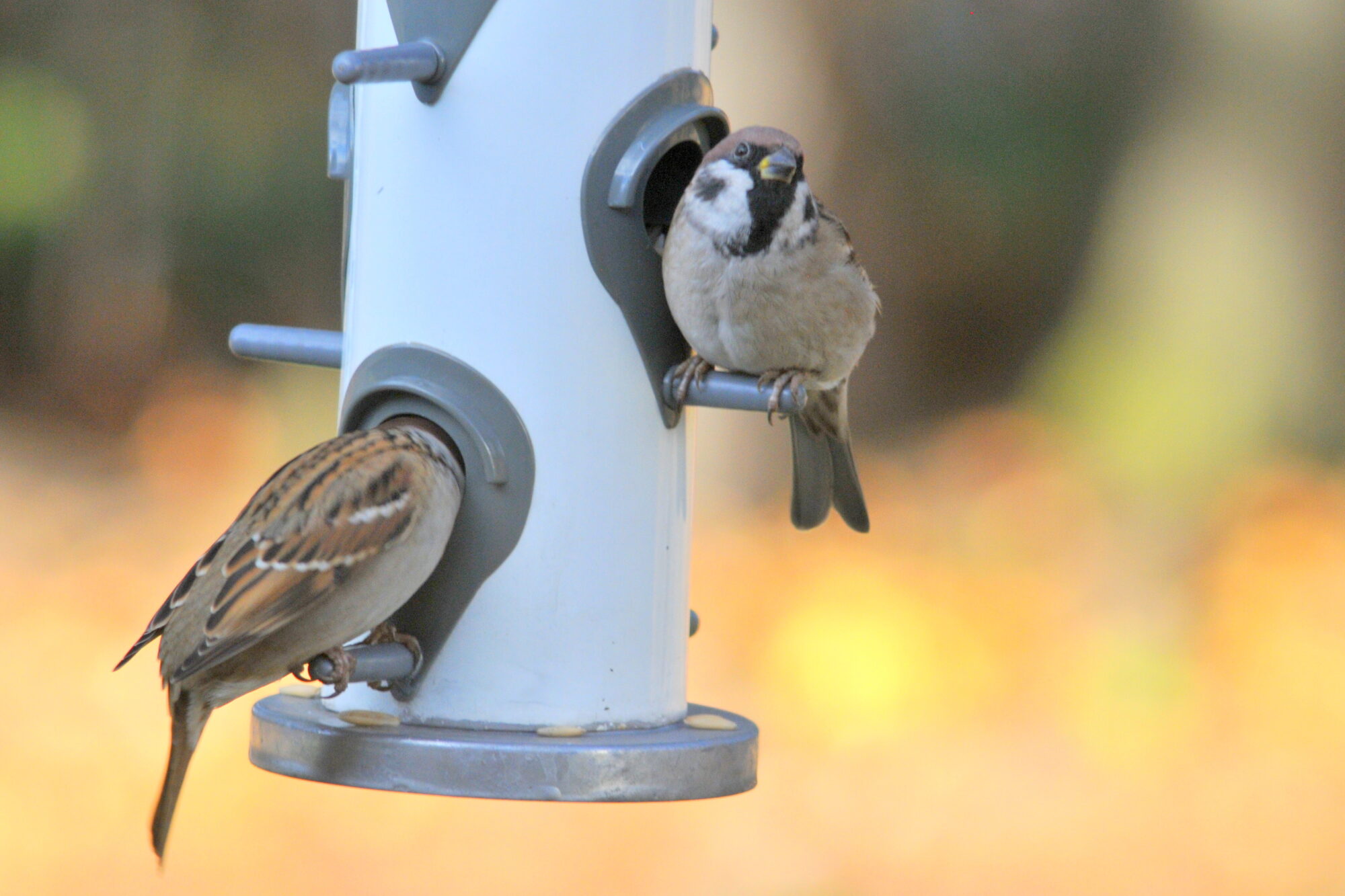 Valokuvaaja: Kaarlo Asikainen