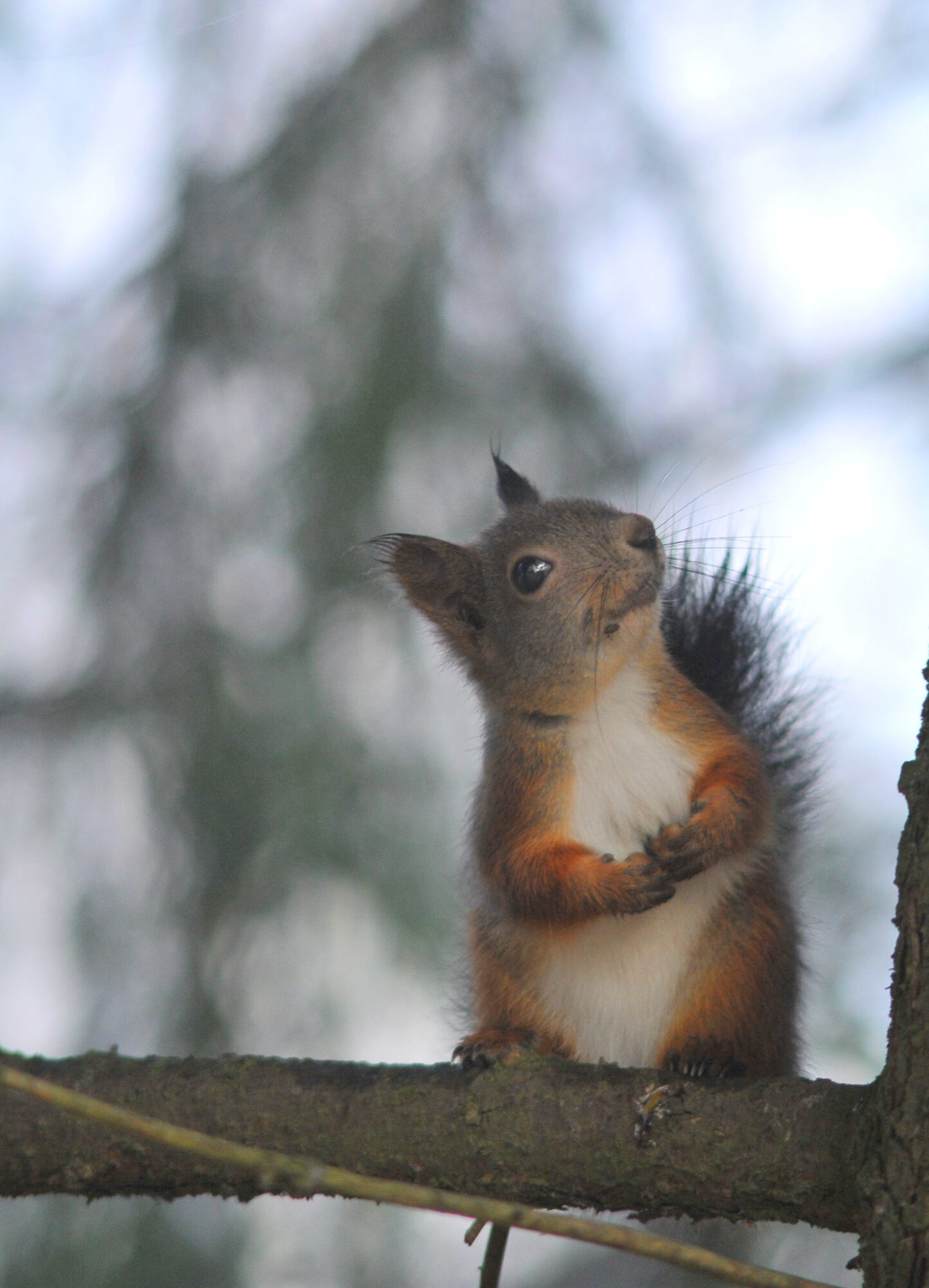Valokuvaaja: Kaarlo Asikainen