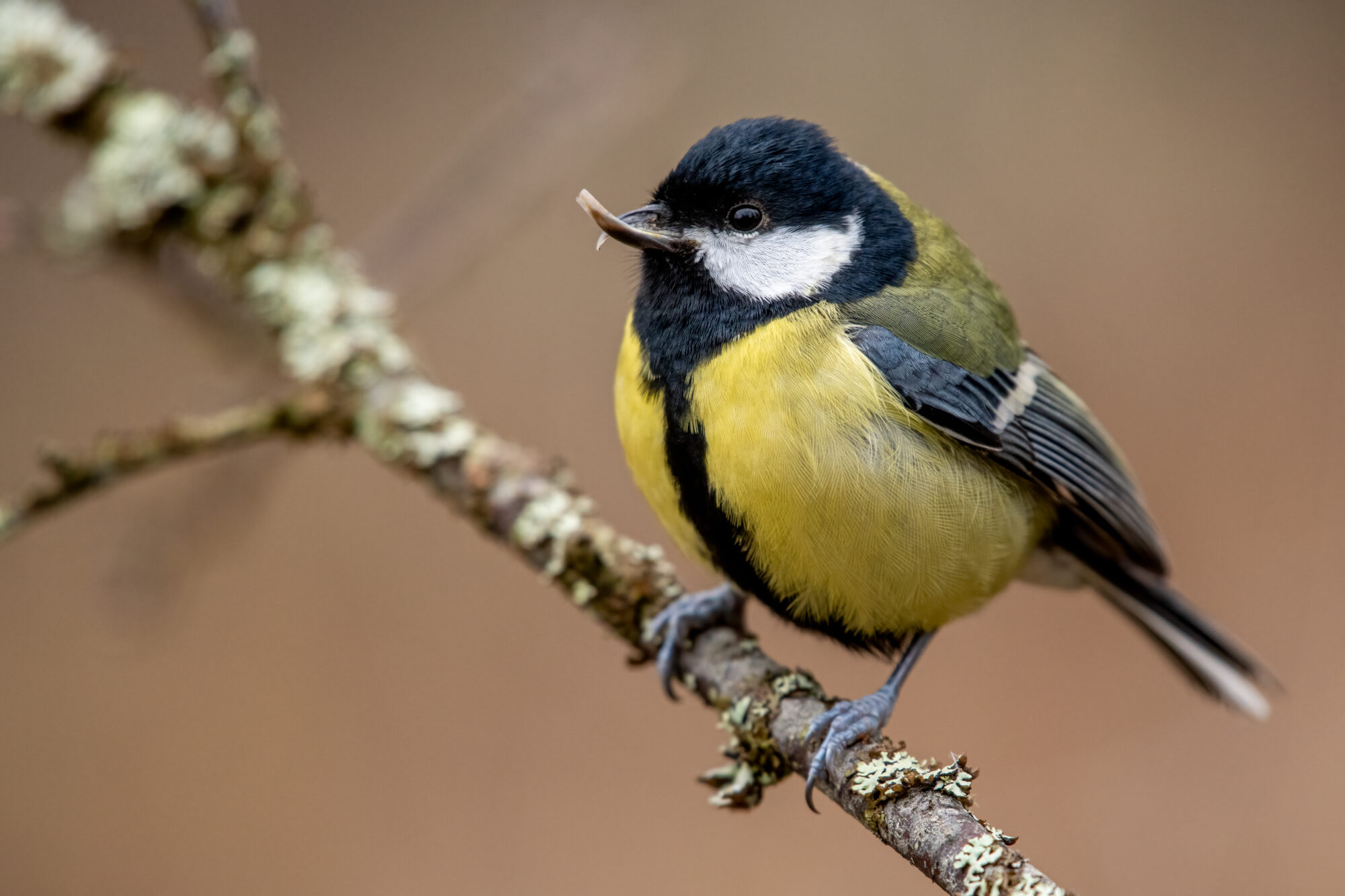 Valokuvaaja: Antti Kortelainen