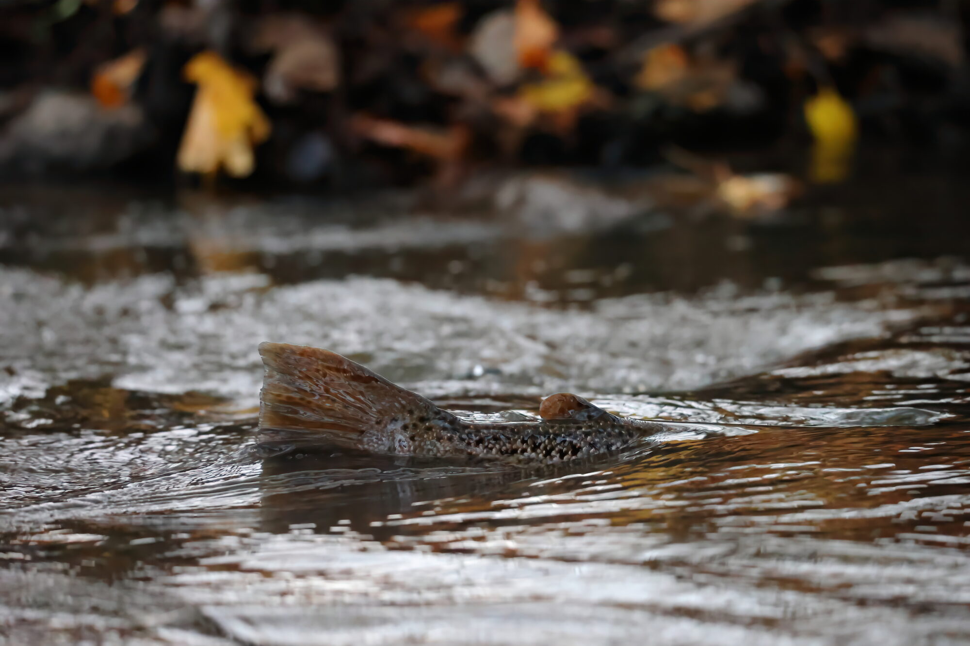 Valokuvaaja: Janne Salomeri Valokuvaaja: Janne Salomeri