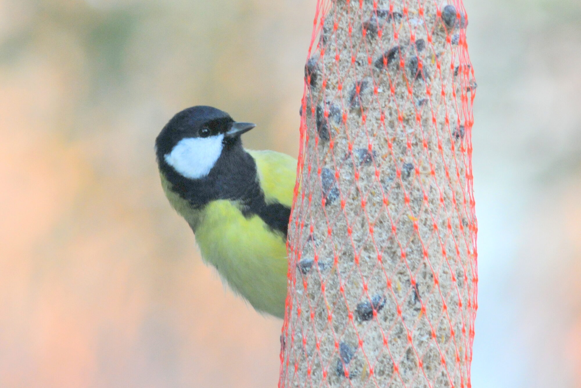 Valokuvaaja: Kaarlo Asikainen