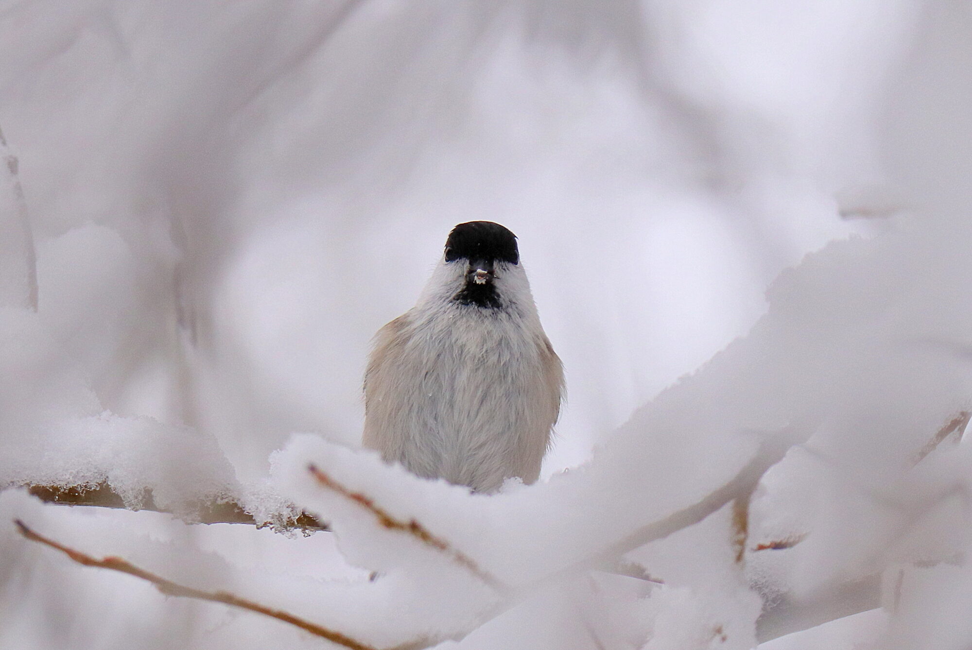 Valokuvaaja: sirpa jyske