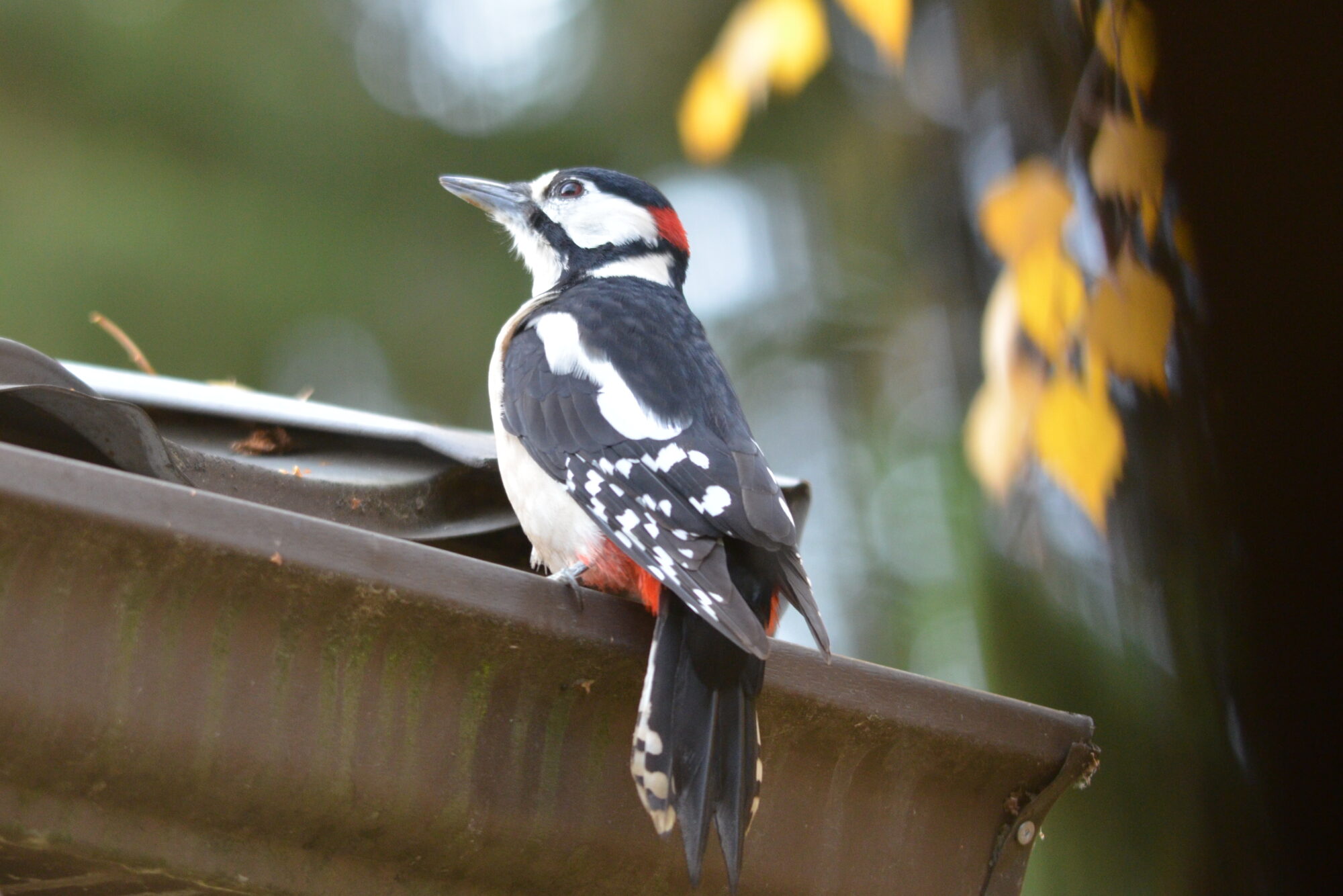 Valokuvaaja: Kaarlo Asikainen