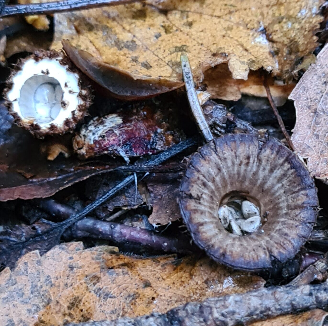 Valokuvaaja: Kaarina Walter