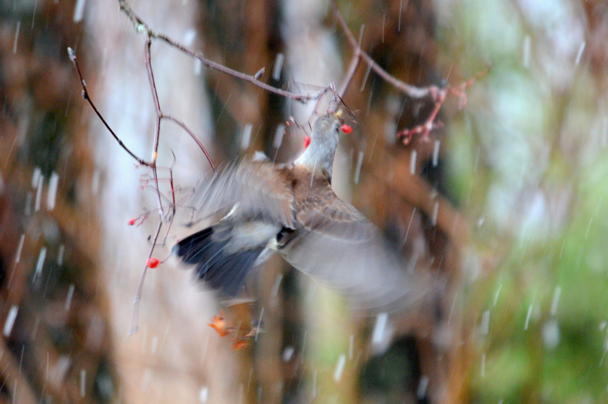 Valokuvaaja: Kaarlo Asikainen