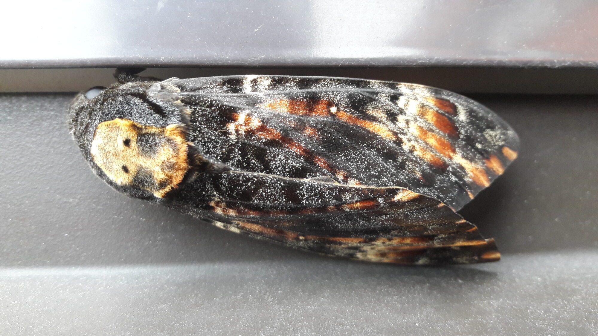 Valokuvaaja: Paula Hiltunen