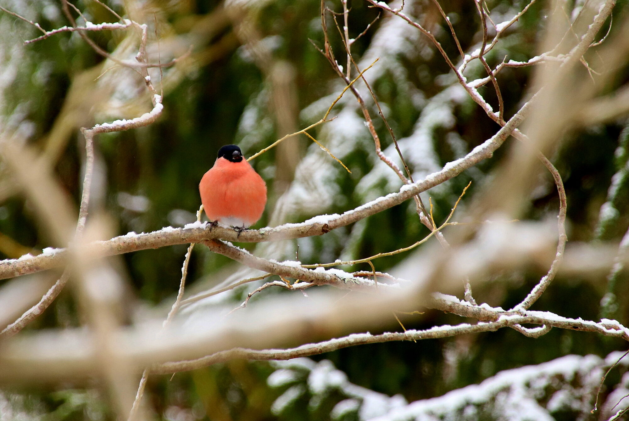 Valokuvaaja: sirpa jyske