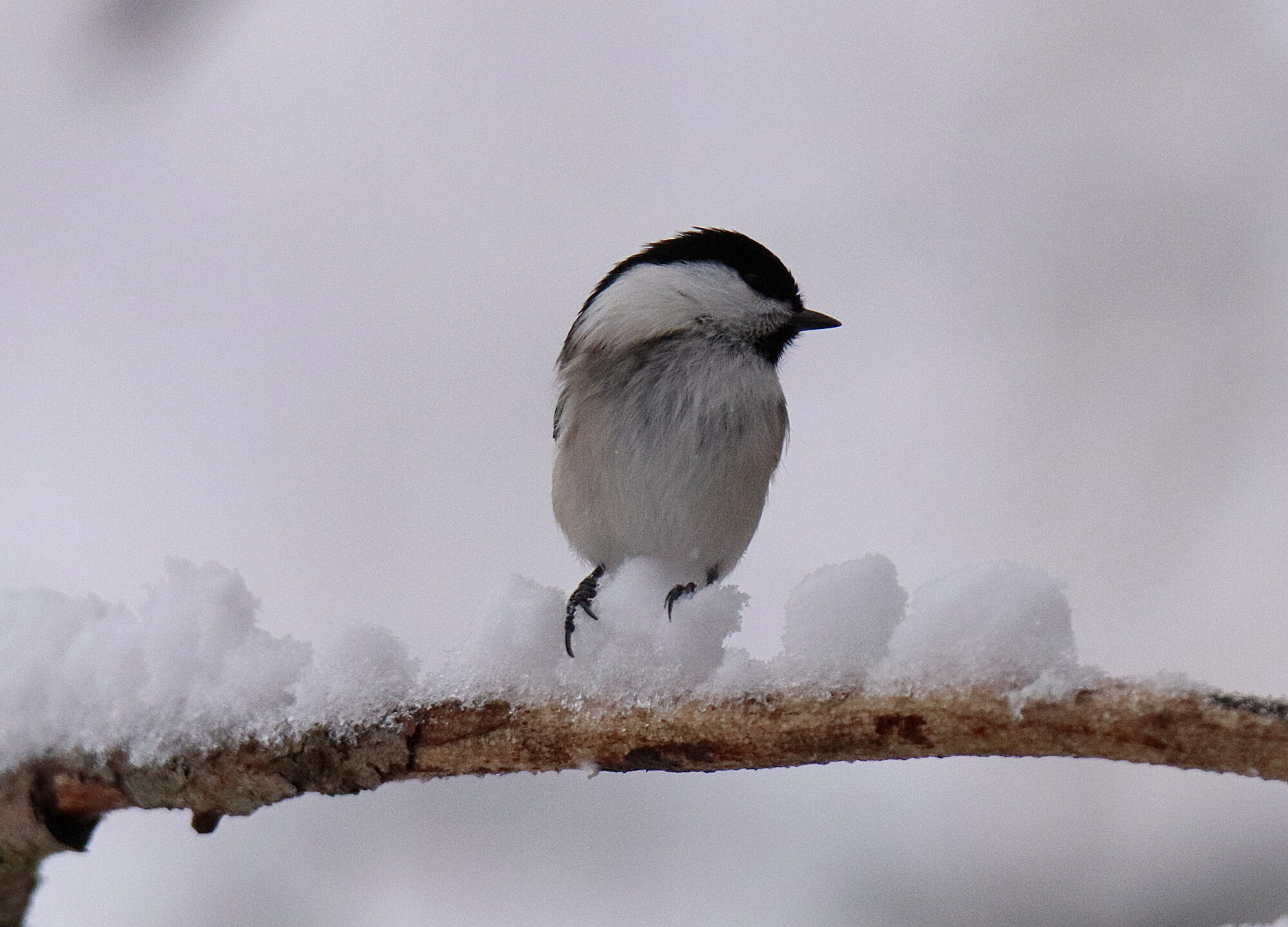Valokuvaaja: sirpa jyske