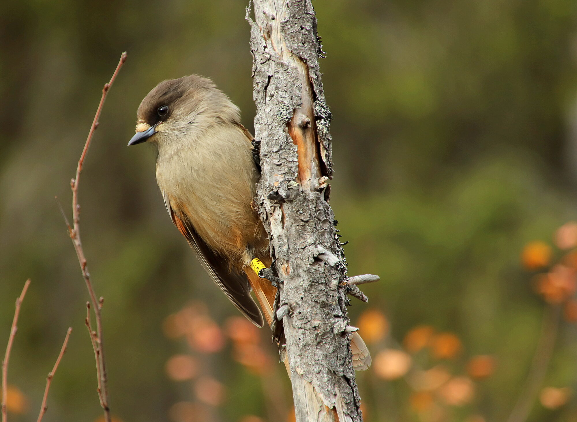 Valokuvaaja: sirpa jyske