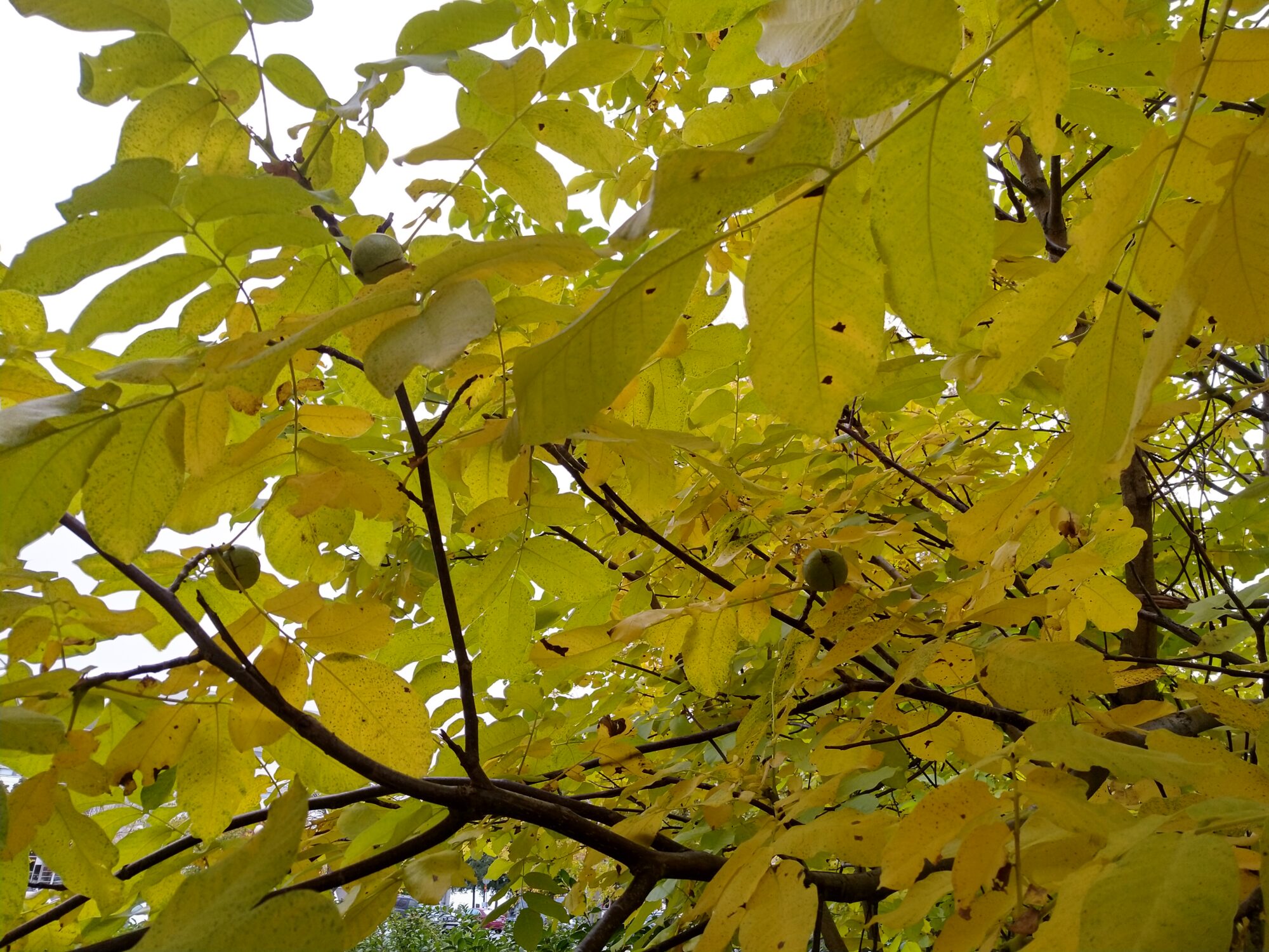 Valokuvaaja: Joel Rahkonen