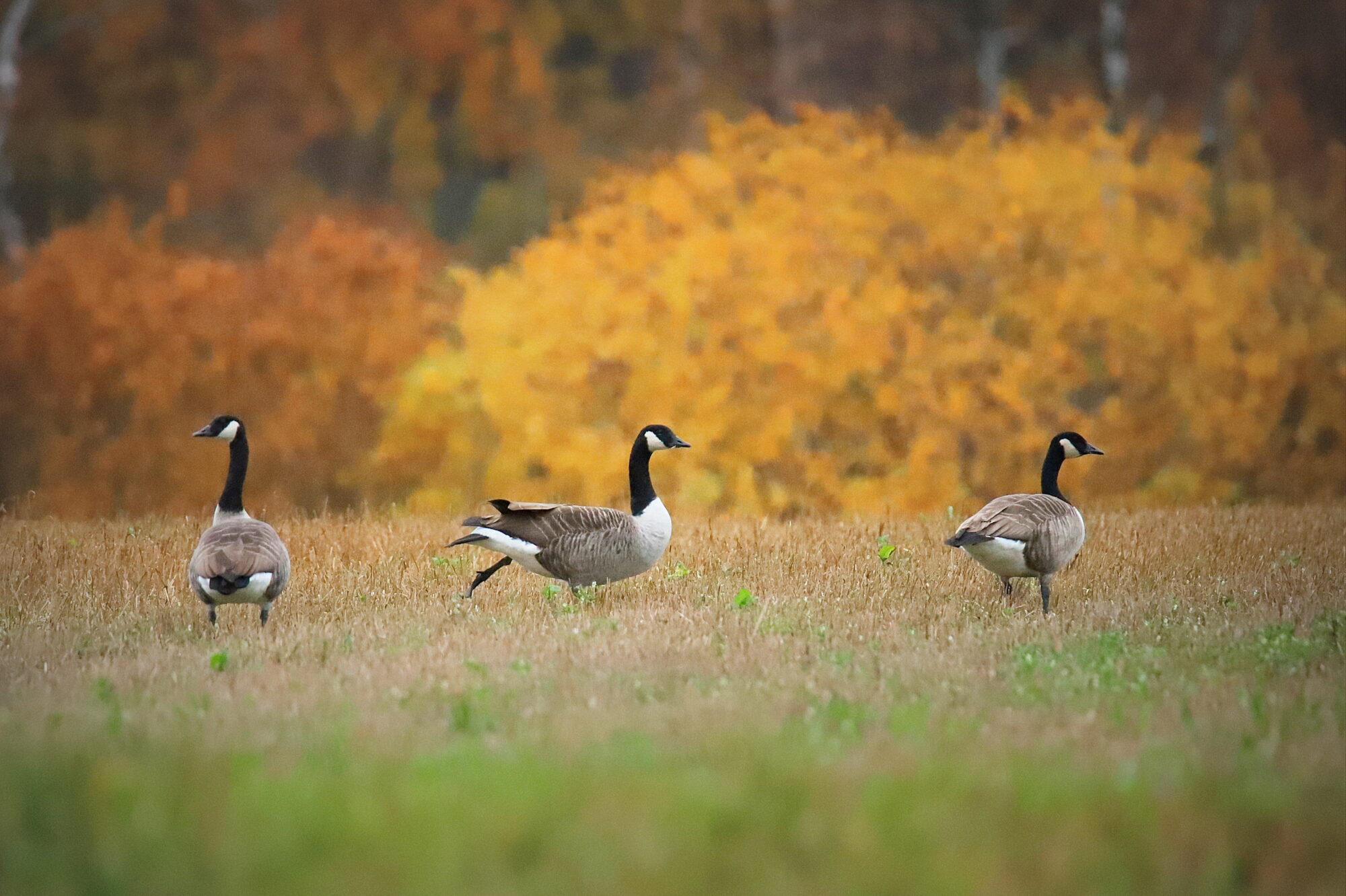 Valokuvaaja: sirpa jyske