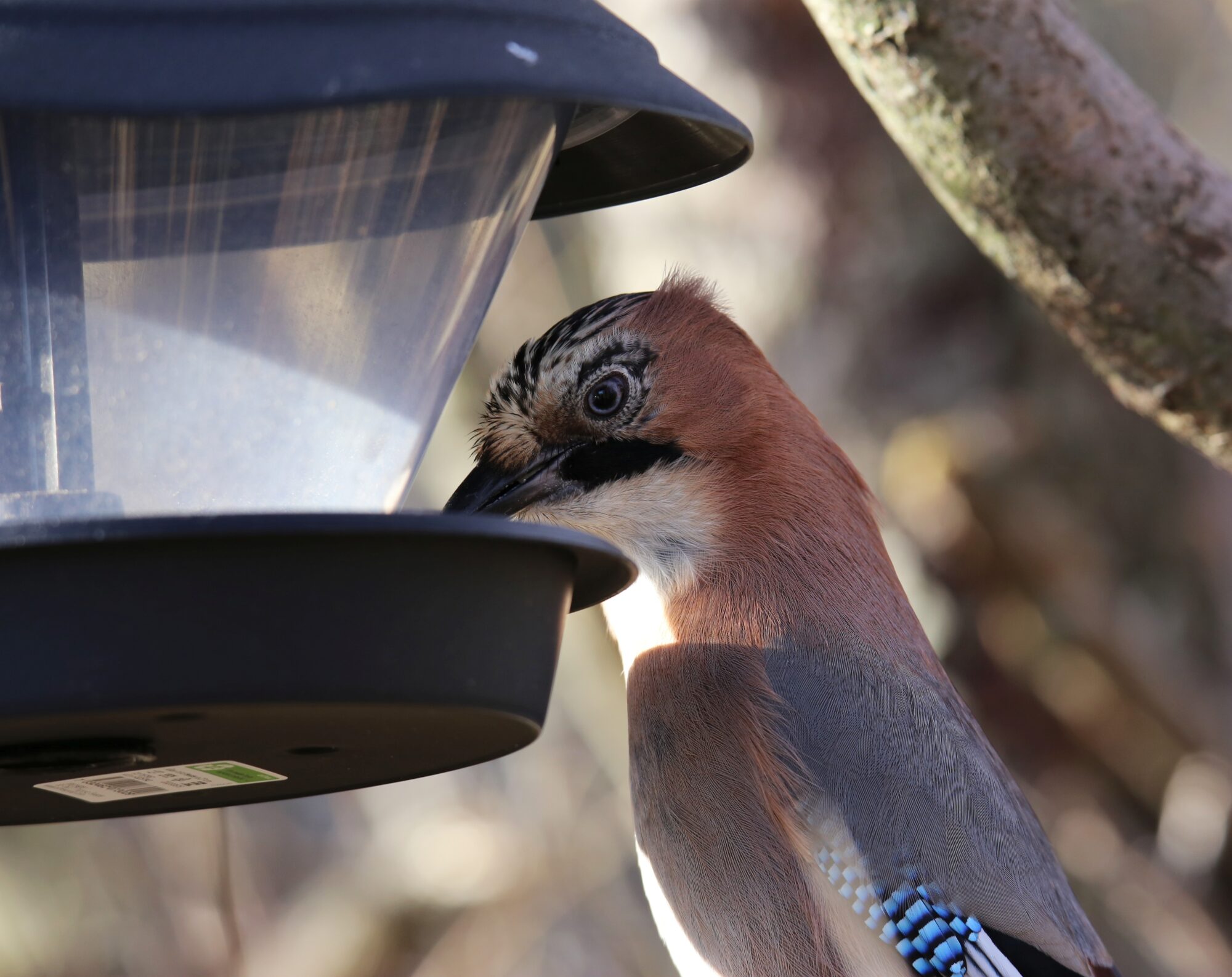 Valokuvaaja: Jaana Saarelainen