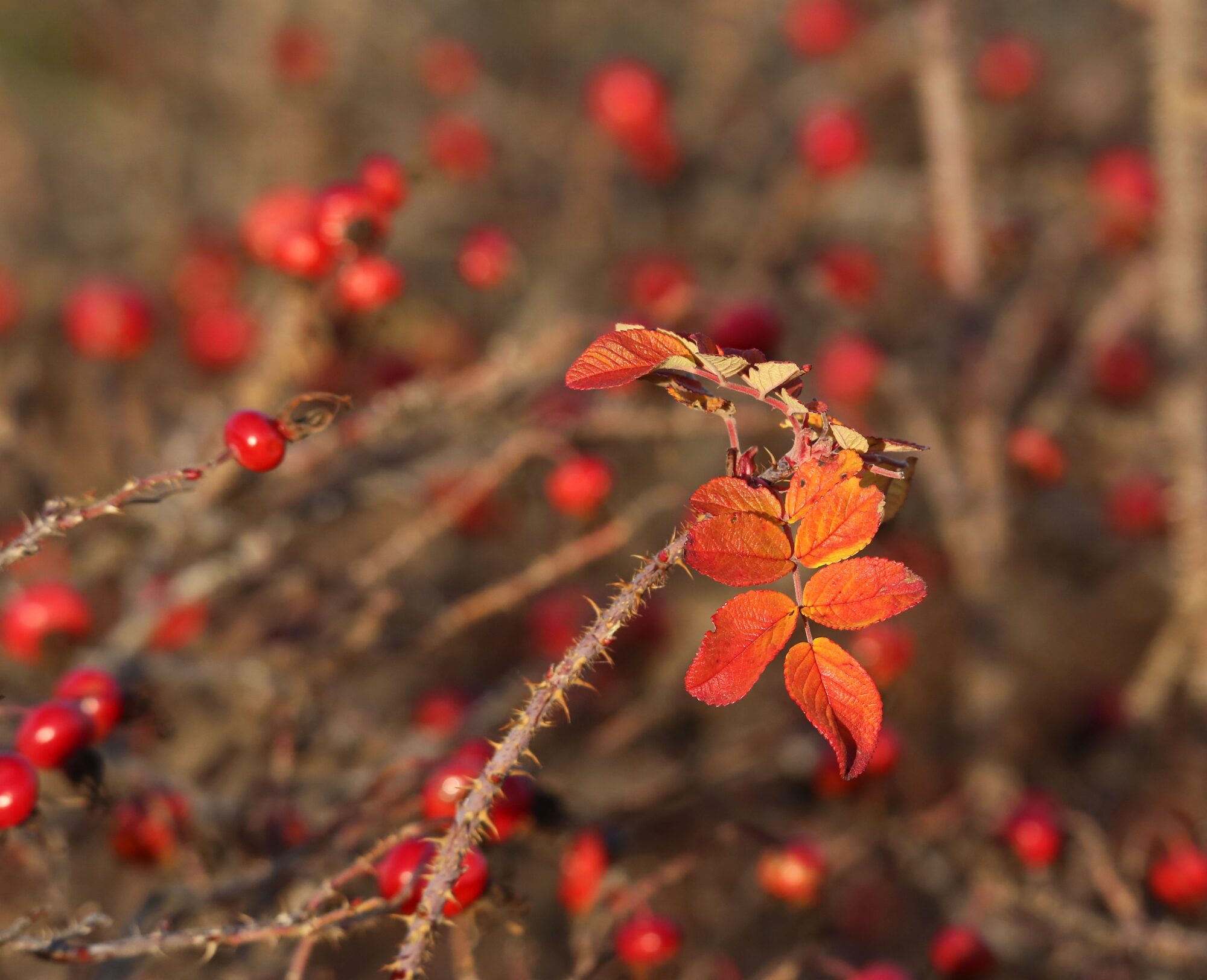 Valokuvaaja: Jaana Saarelainen
