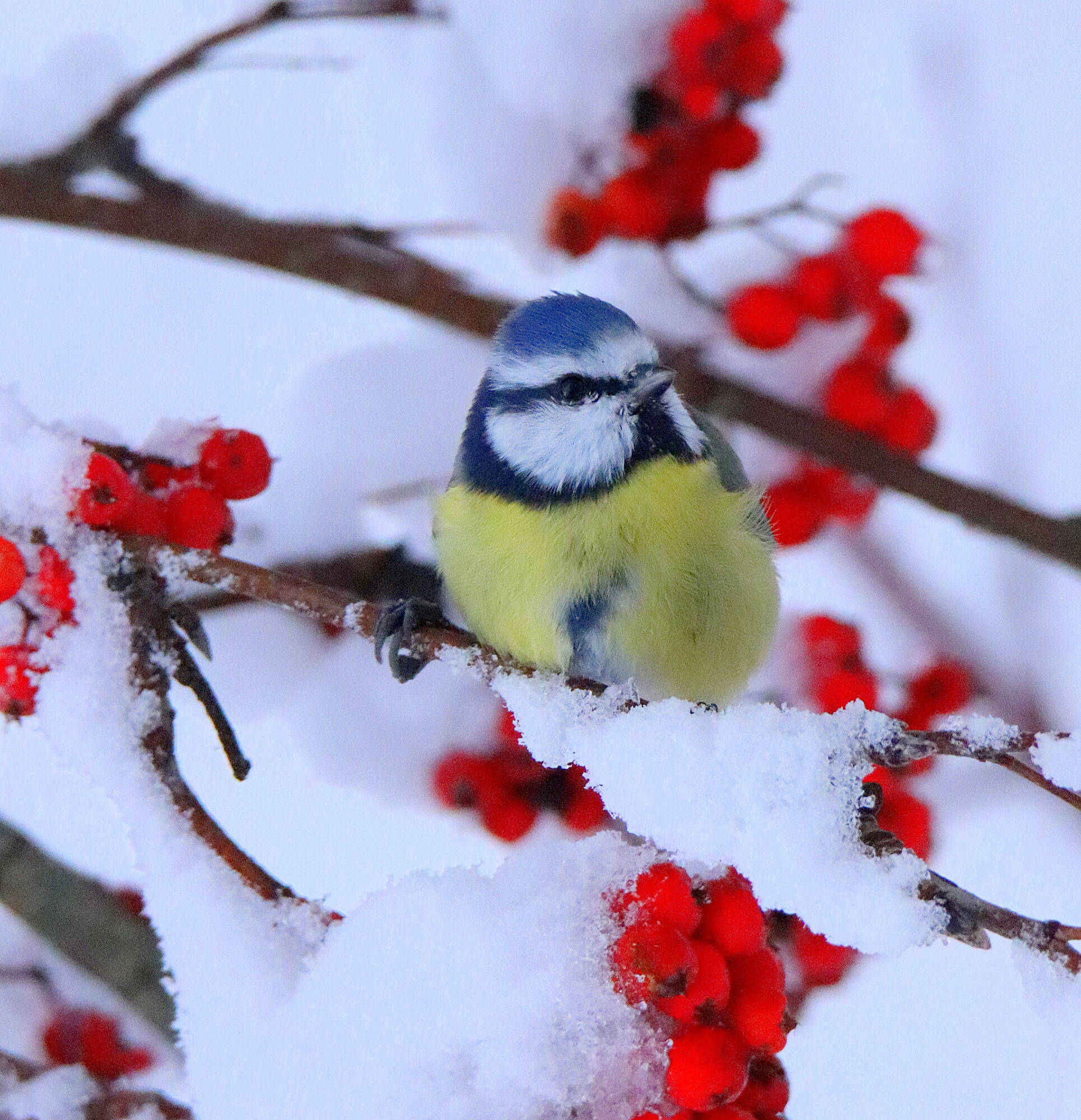 Valokuvaaja: sirpa jyske
