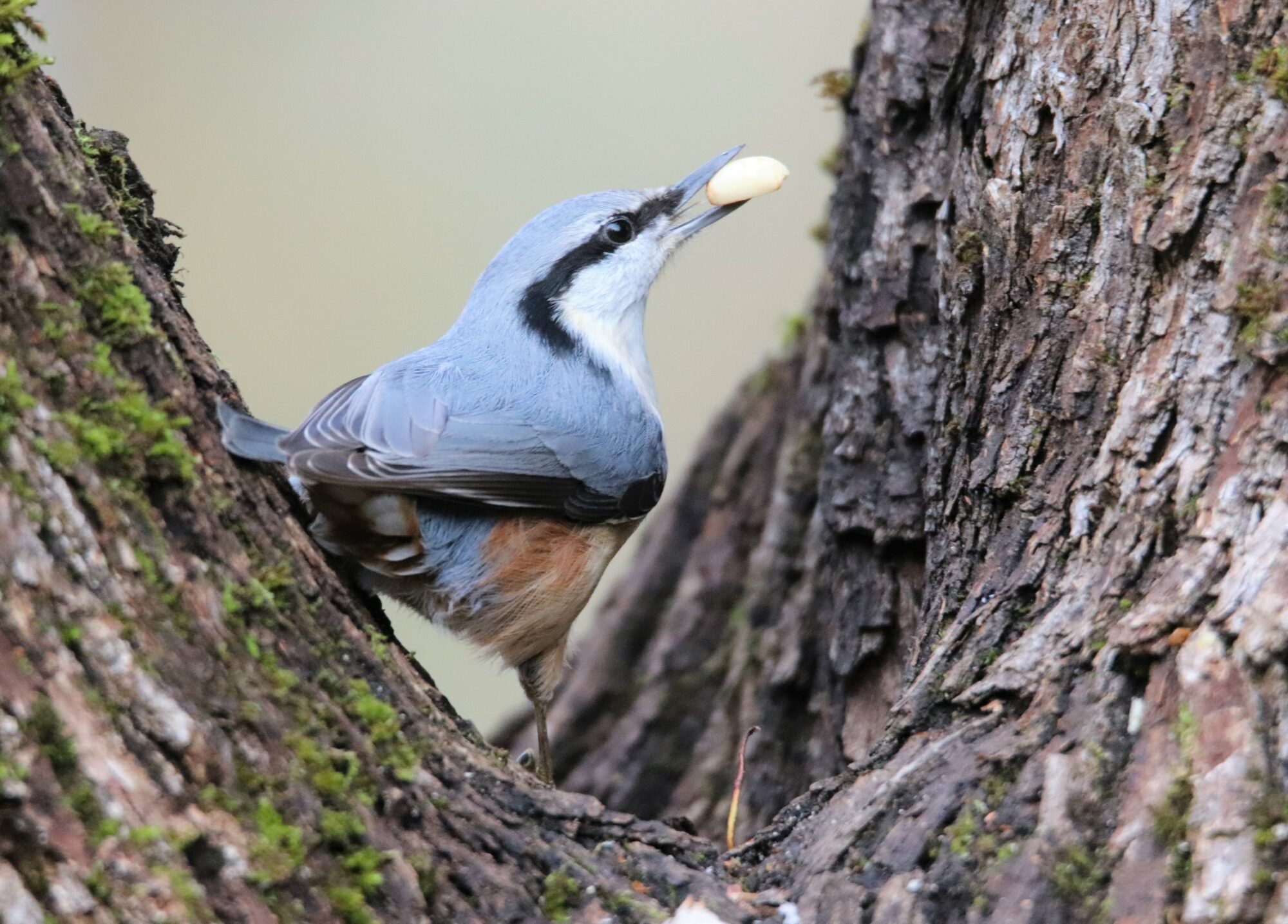 Valokuvaaja: Irja Lehtinen