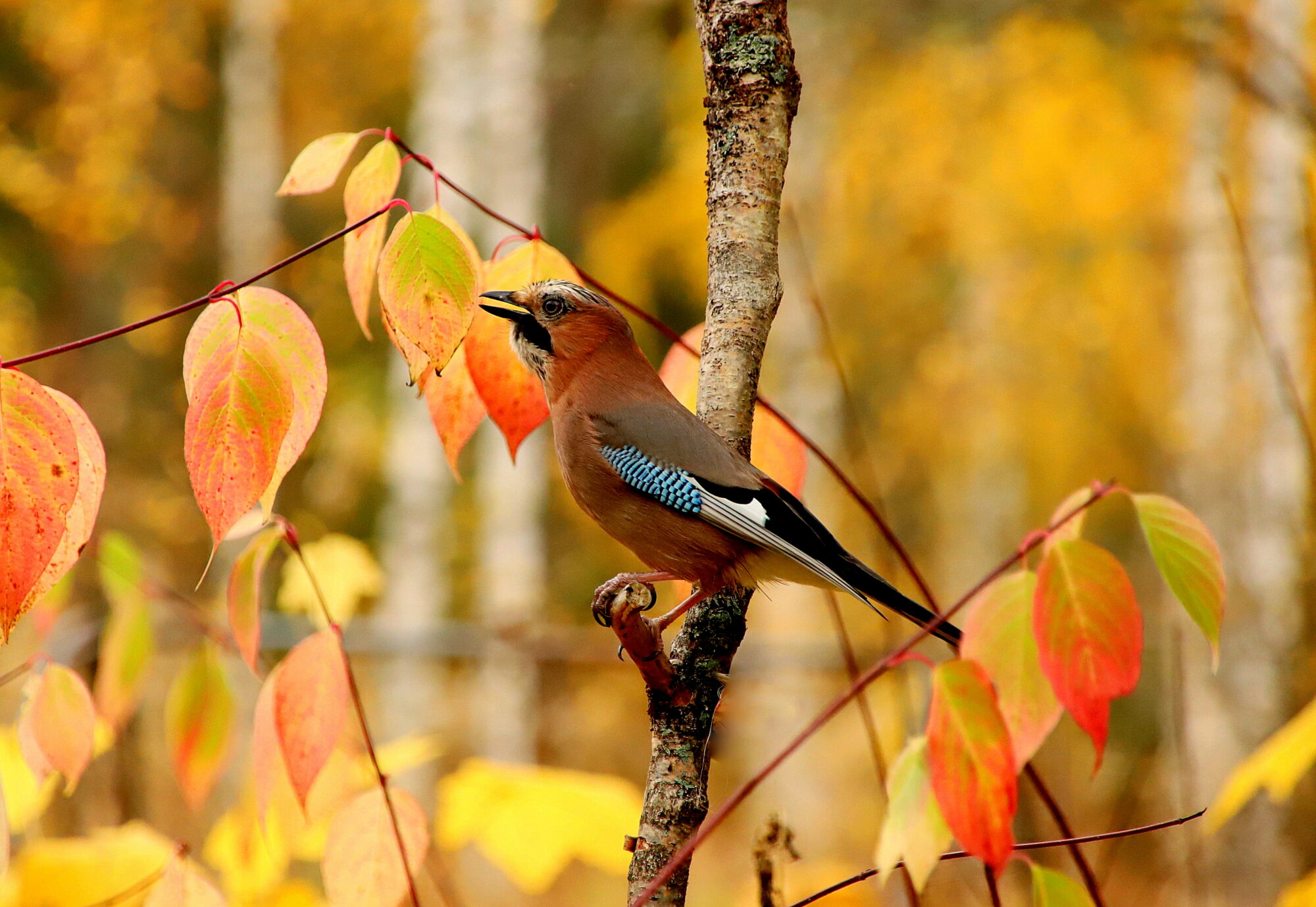 Valokuvaaja: sirpa jyske