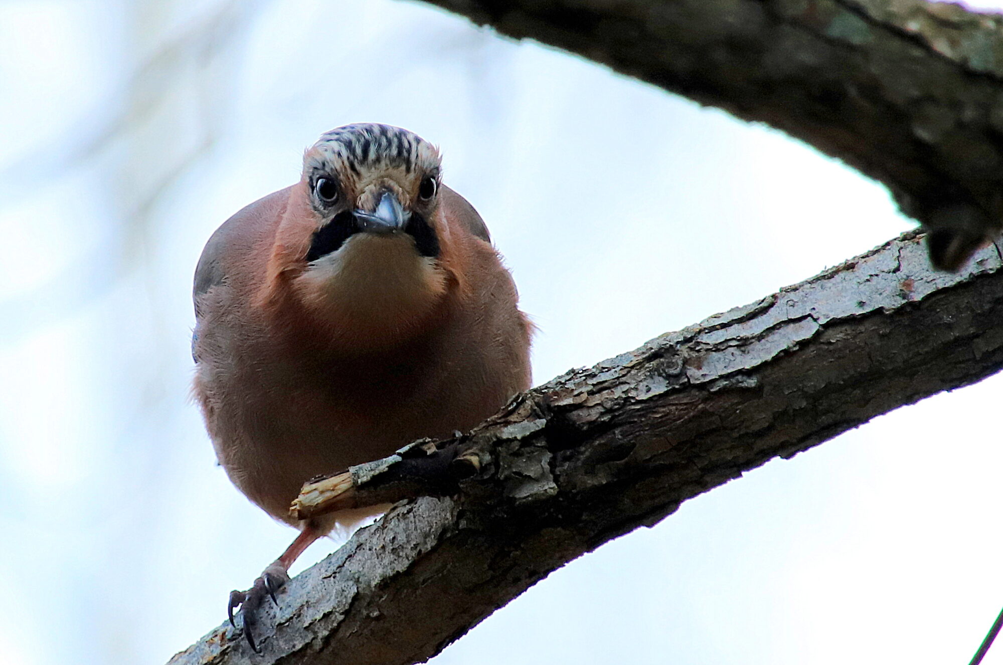 Valokuvaaja: sirpa jyske