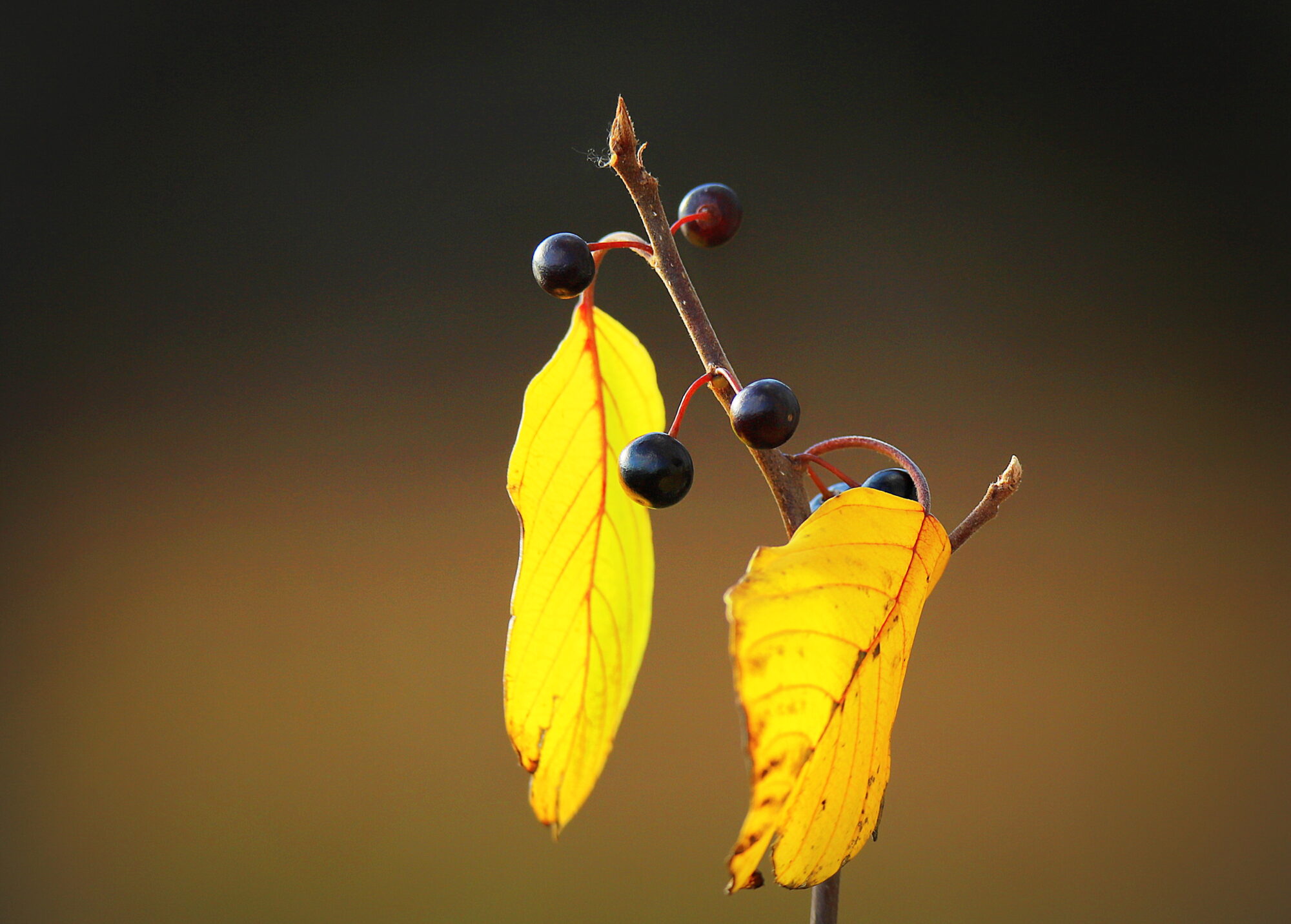 Valokuvaaja: sirpa jyske Valokuvaaja: sirpa jyske