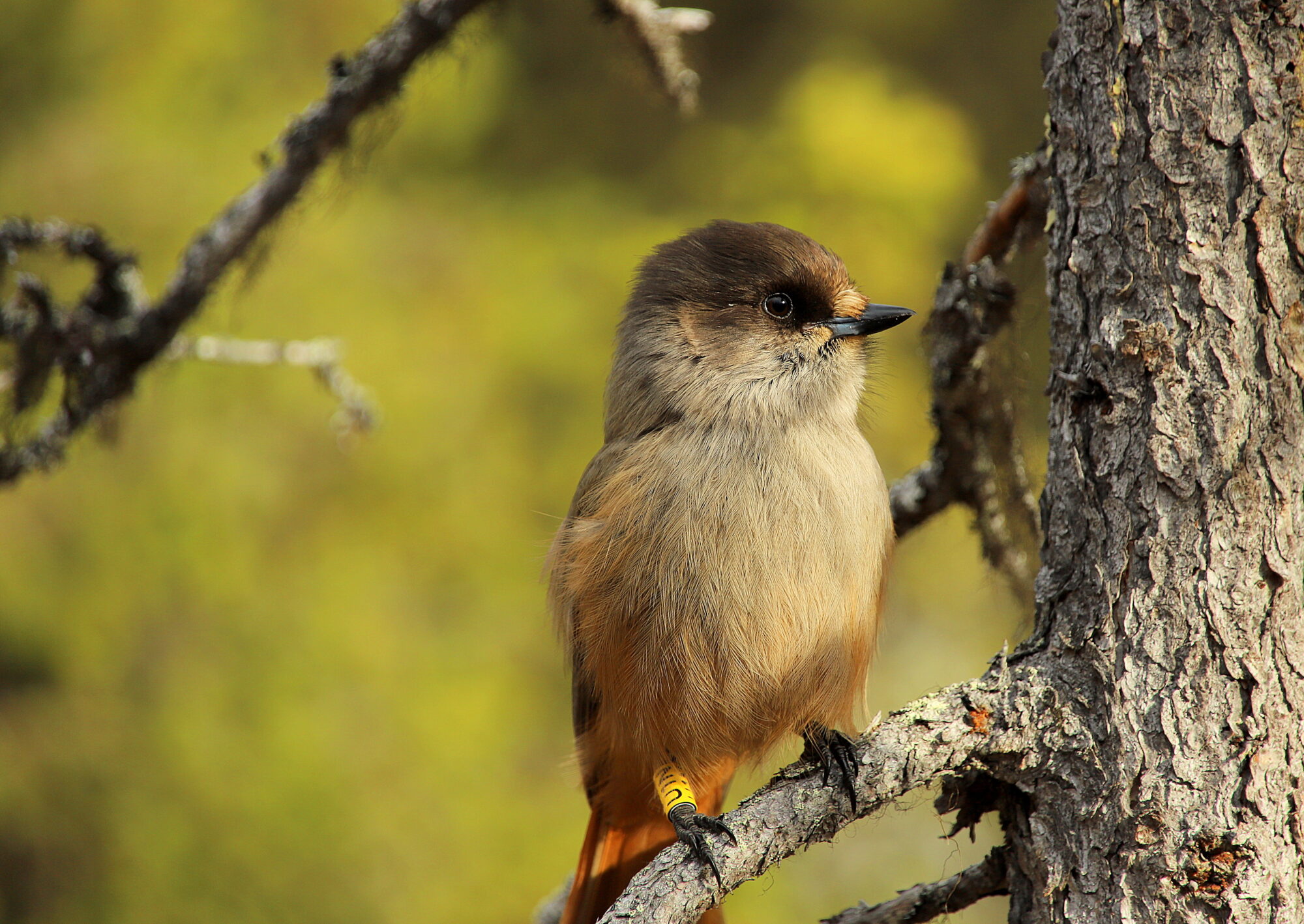 Valokuvaaja: sirpa jyske