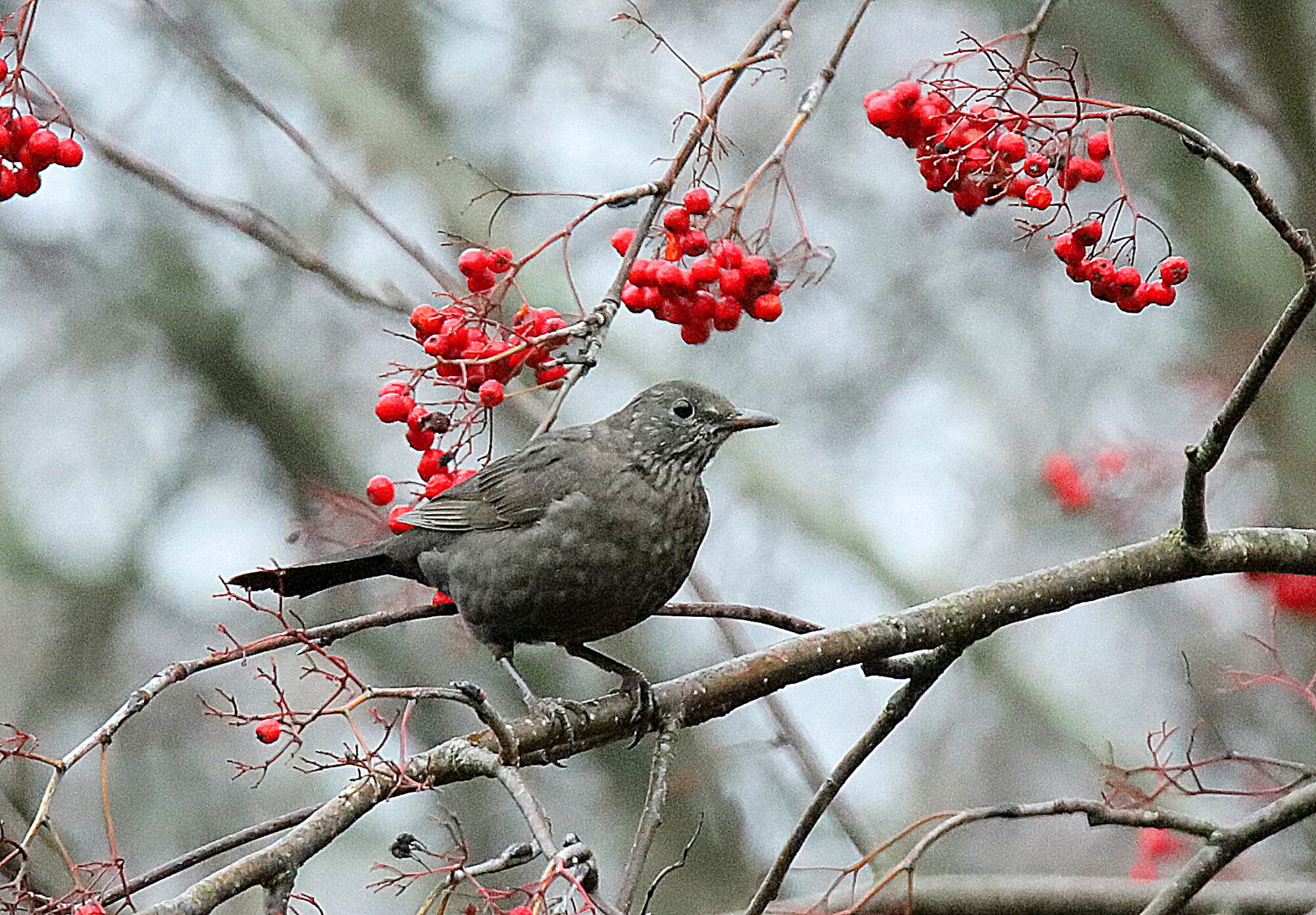 Valokuvaaja: sirpa jyske
