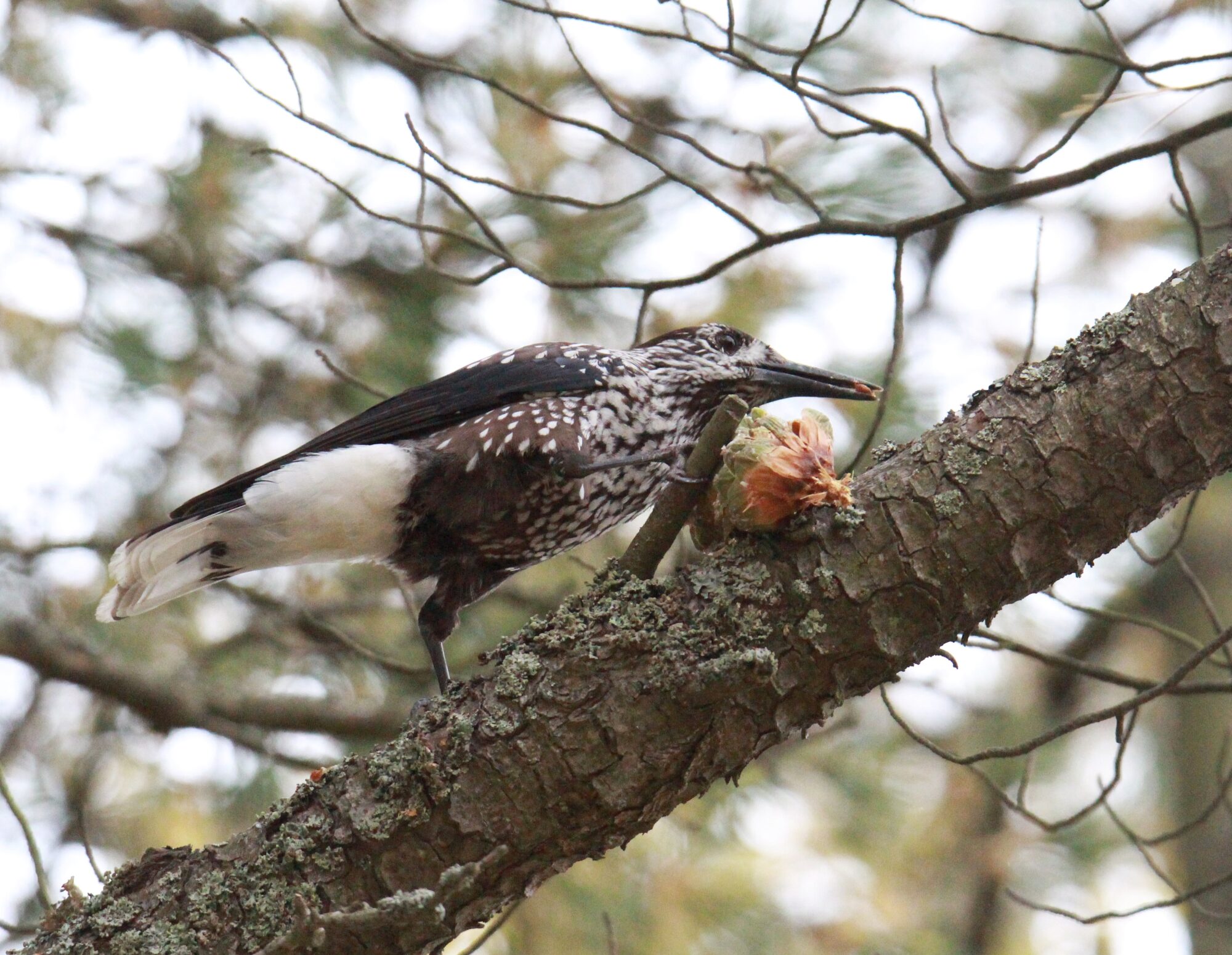 Valokuvaaja: Jaana Saarelainen
