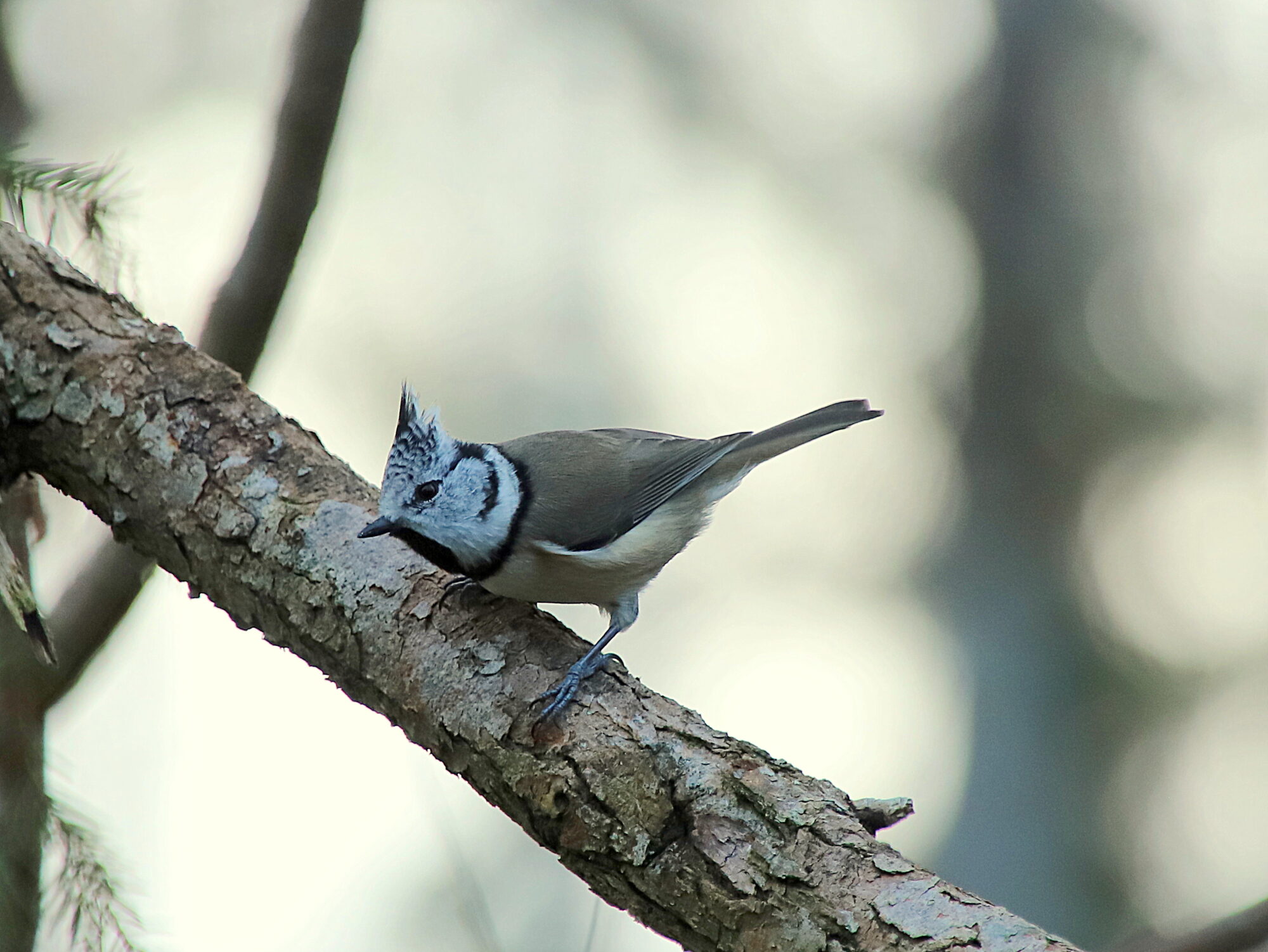 Valokuvaaja: sirpa jyske
