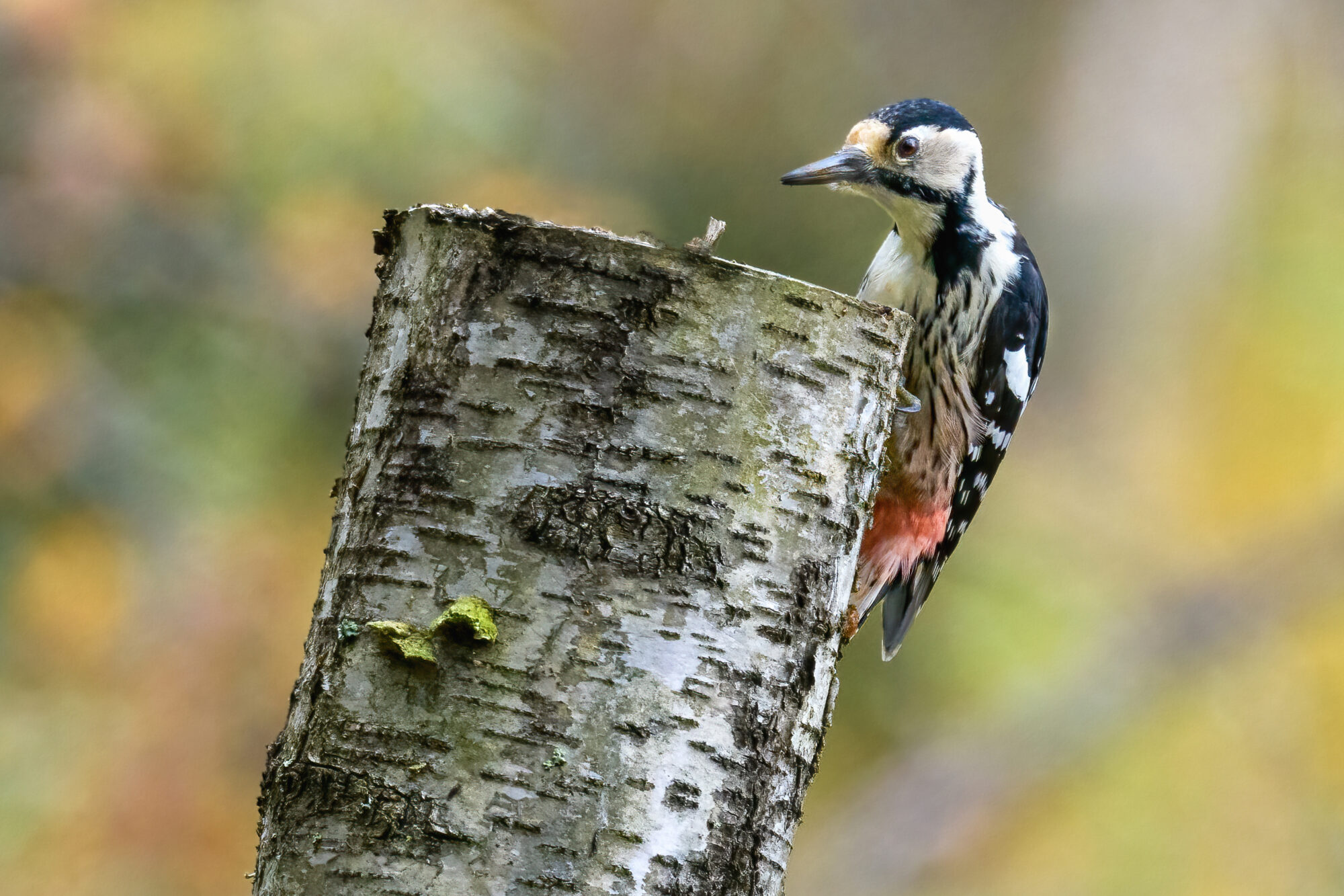 Valokuvaaja: Risto Lavi