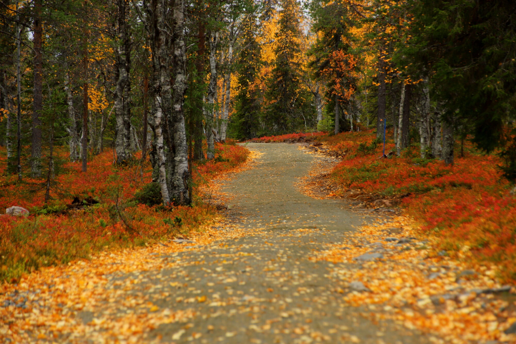 Valokuvaaja: sirpa jyske