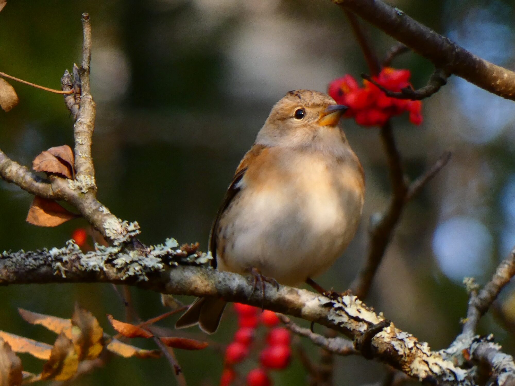 Valokuvaaja: Pekka Heino Valokuvaaja: Pekka Heino