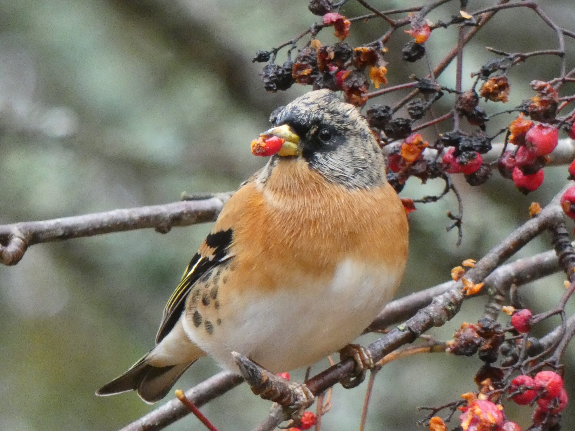 Valokuvaaja: Pekka Heino