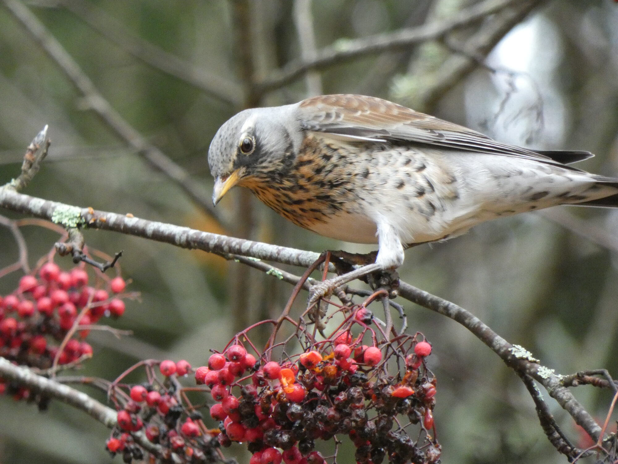 Valokuvaaja: Pekka Heino