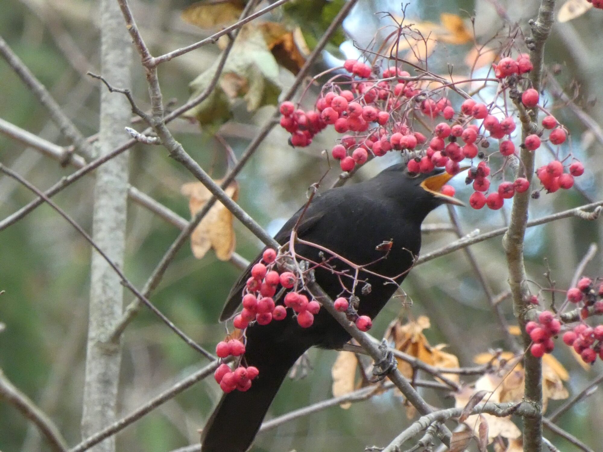 Valokuvaaja: Pekka Heino